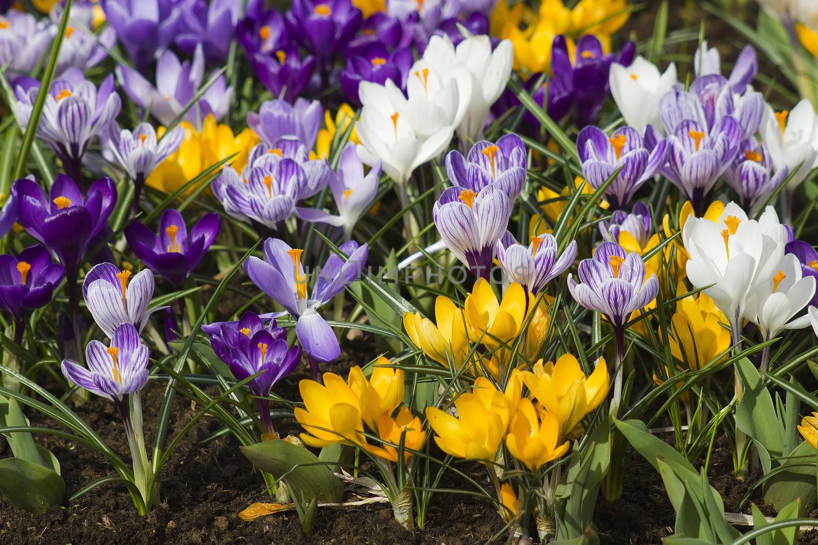 blooming crocus flowers, Keukenhof