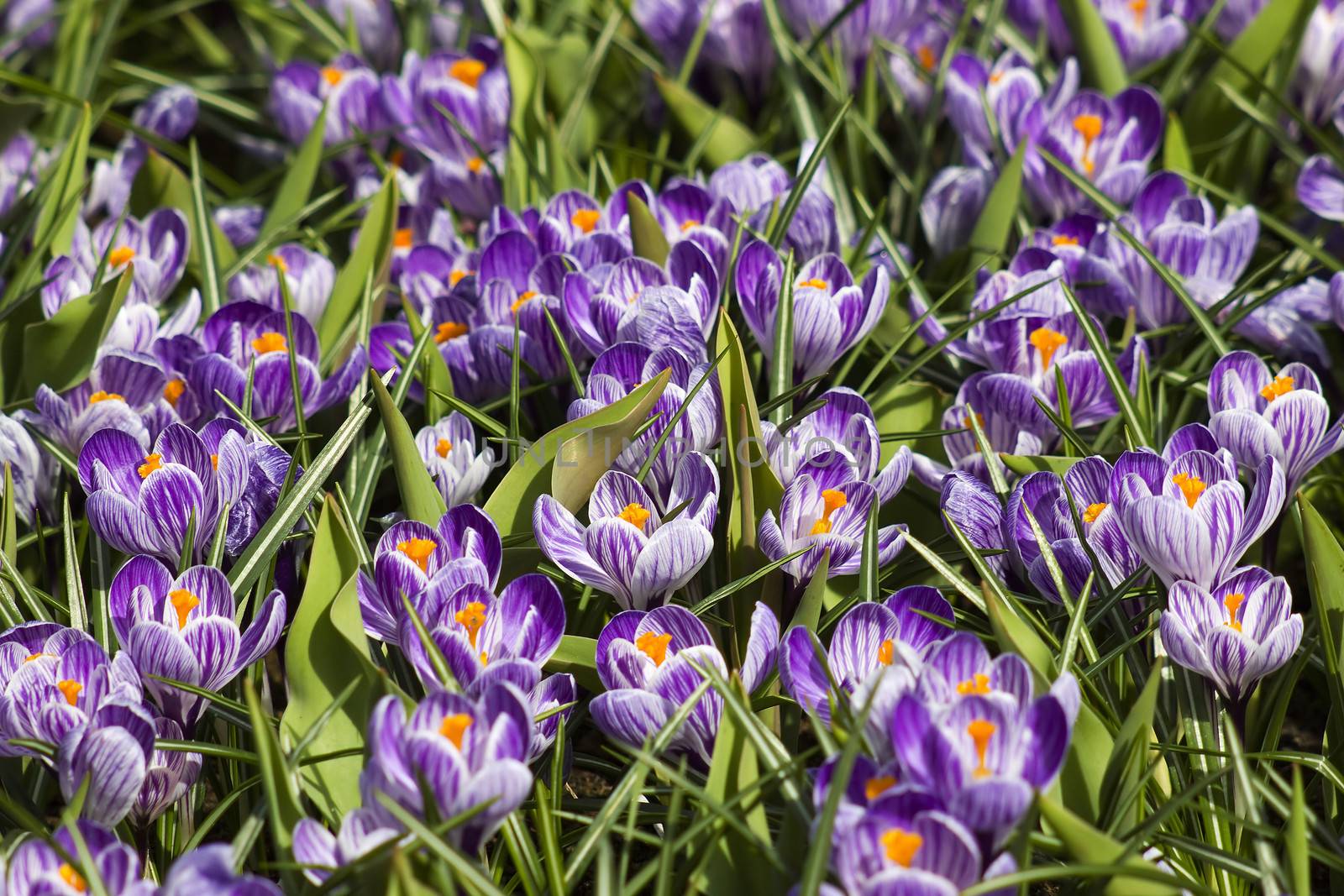 blooming crocus flowers, Keukenhof
