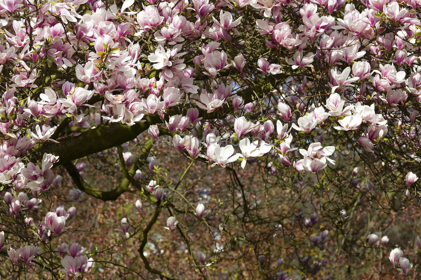 blooming magnolia tree