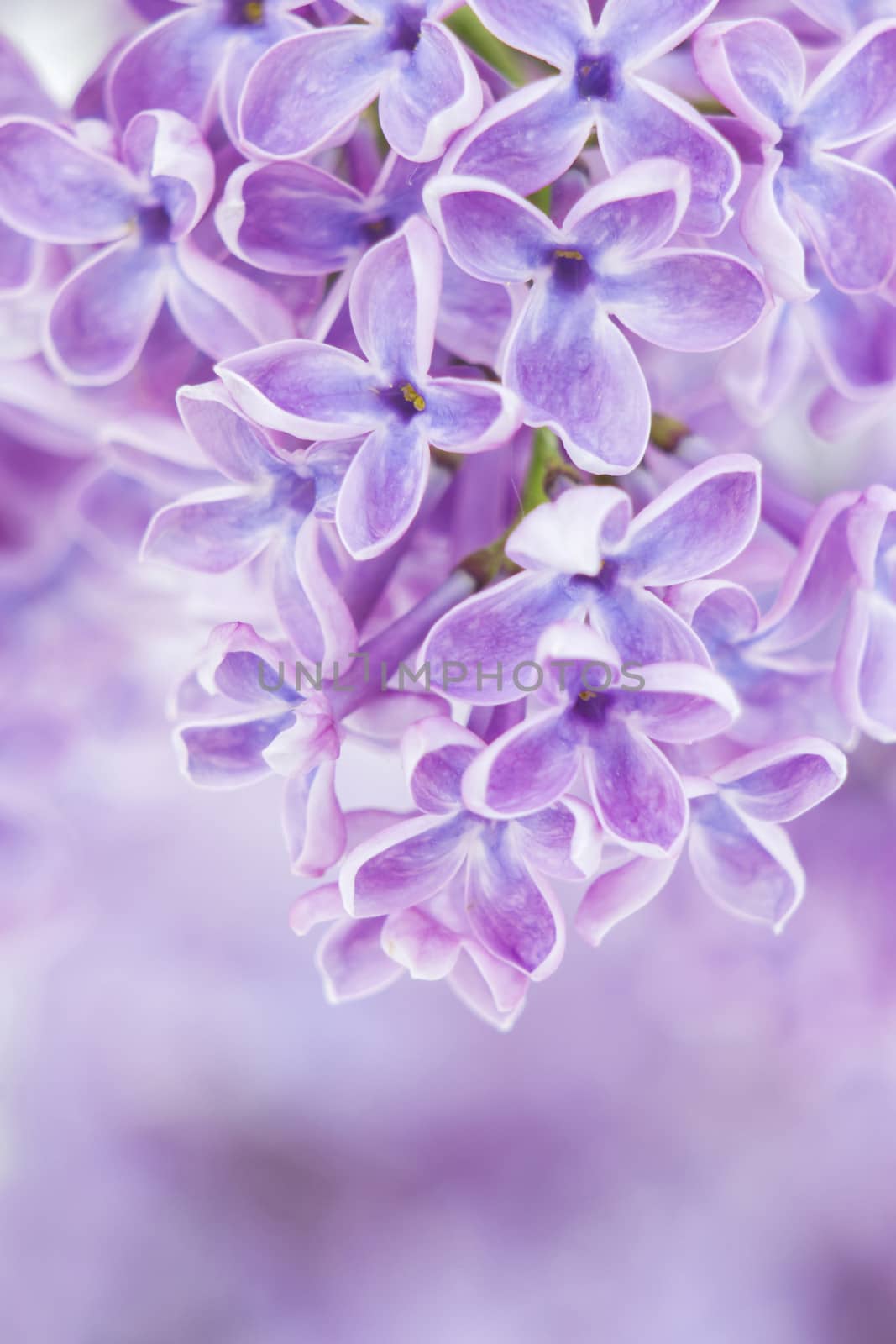 Blooming lilac flowers. Abstract background. Macro photo.