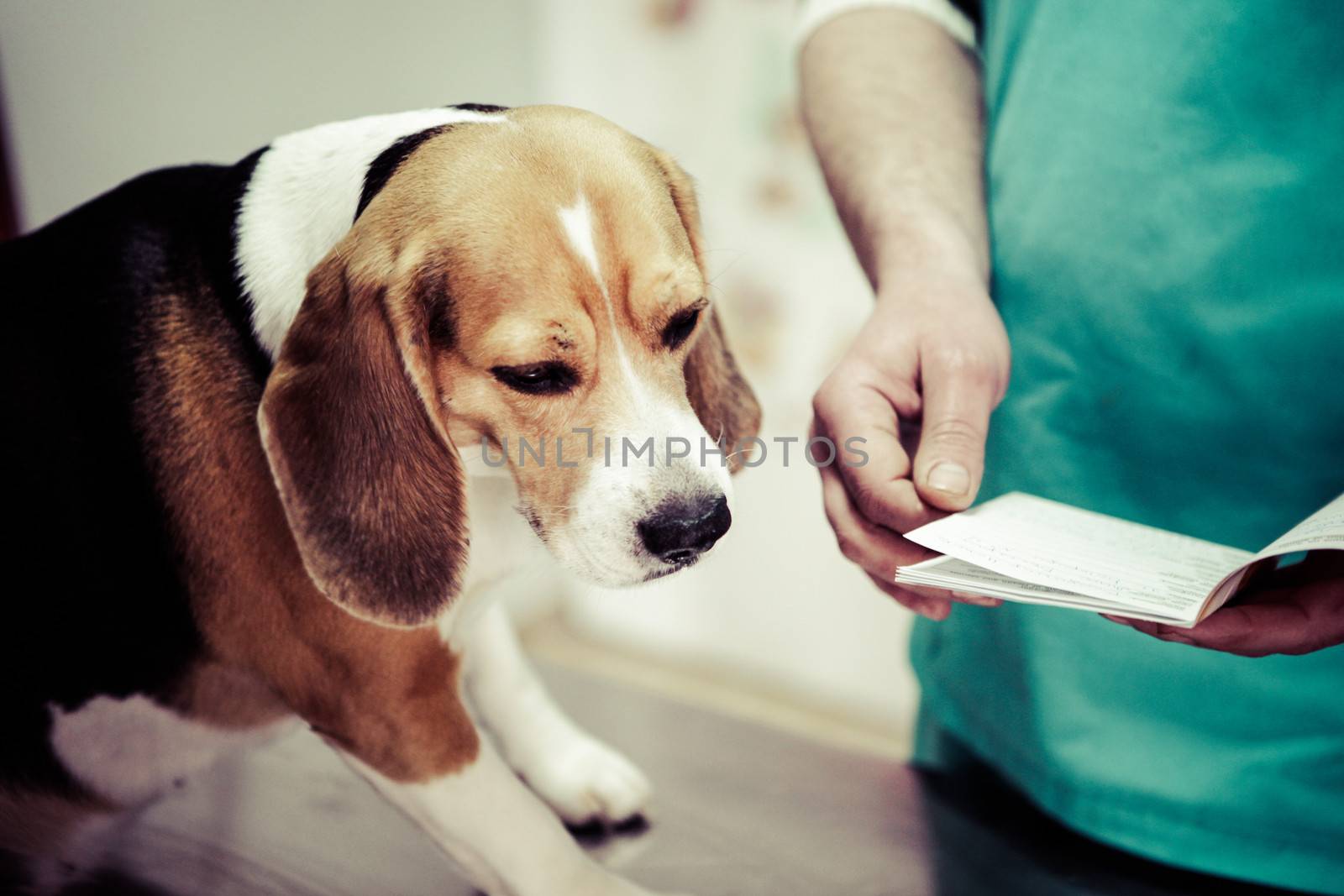 Dog at the vet in the surgery preparation room.