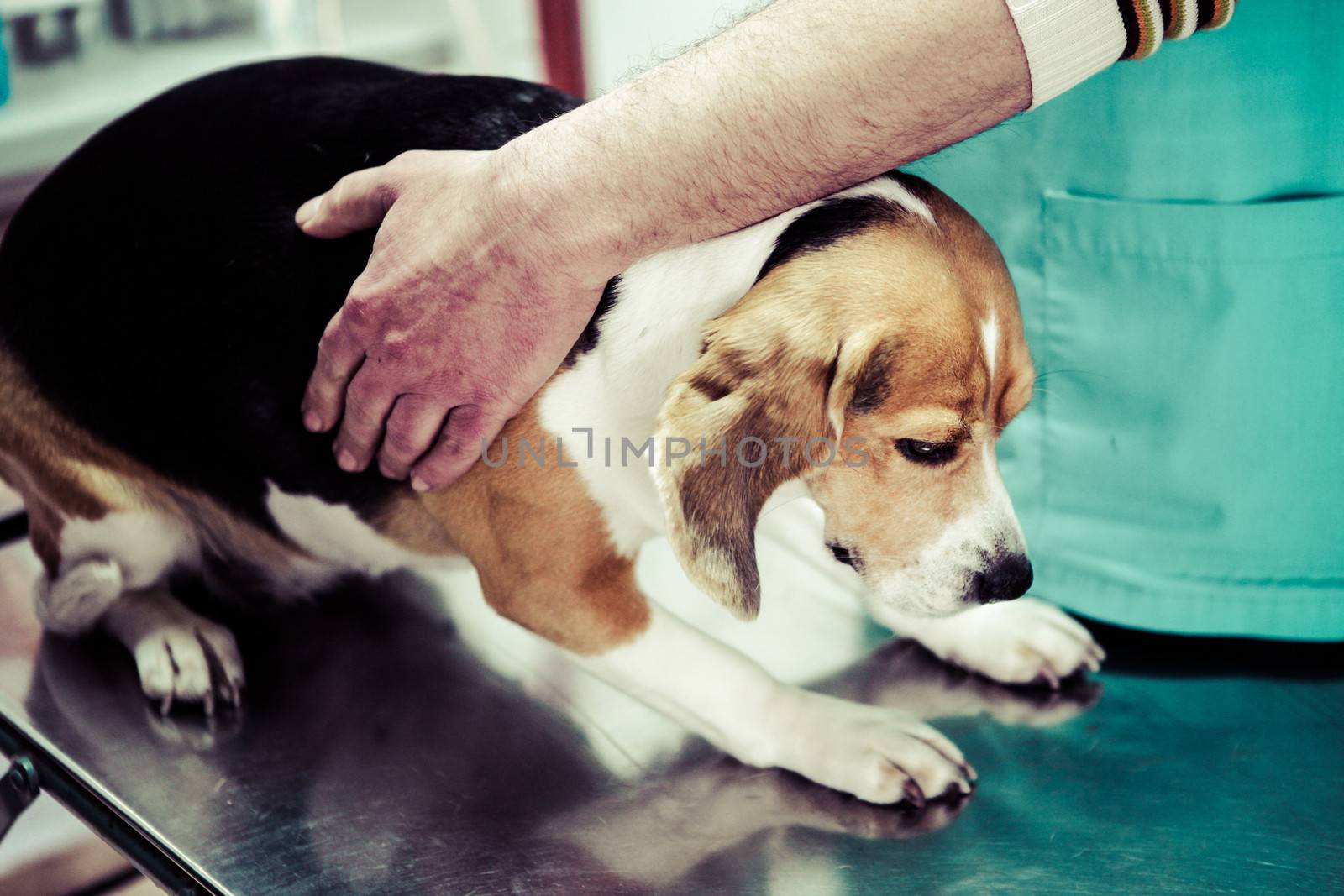 Dog at the vet in the surgery preparation room.