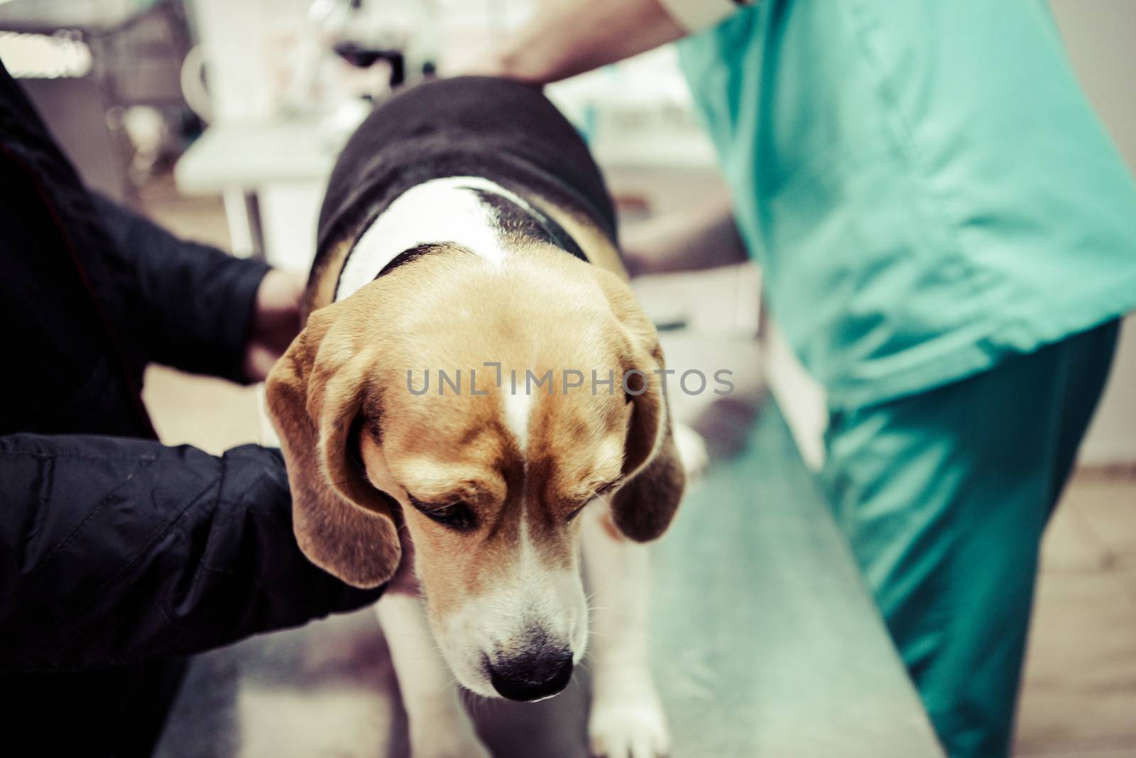 Dog at the vet in the surgery preparation room.
