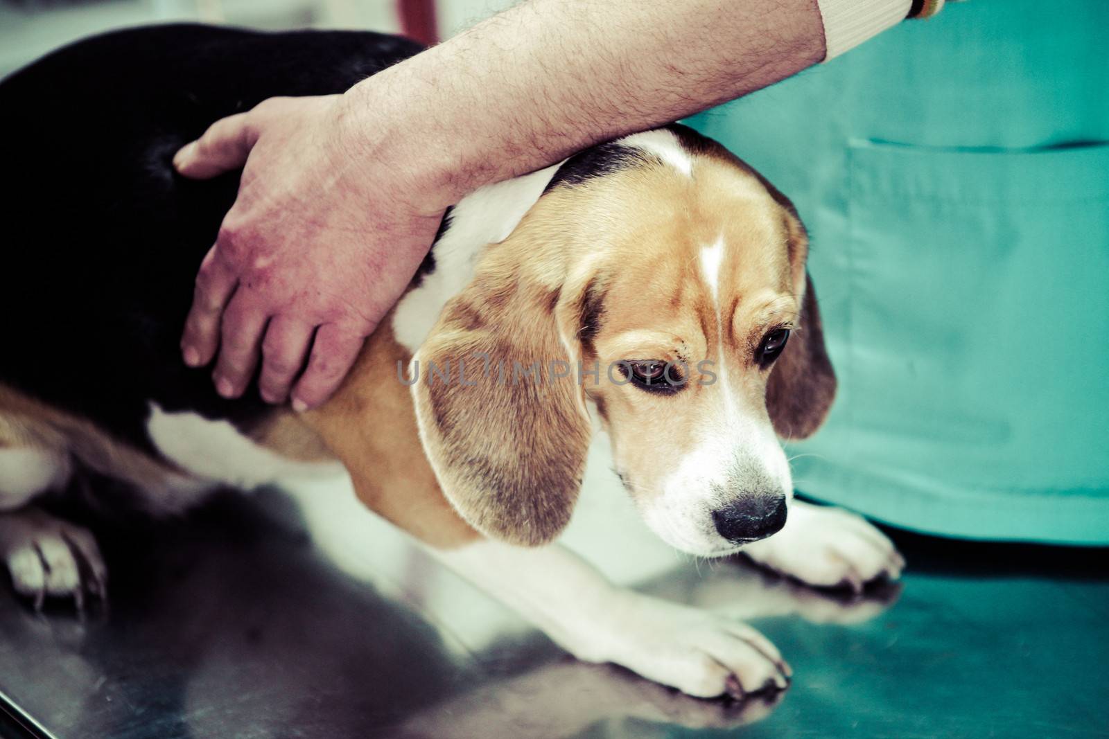 Dog at the vet in the surgery preparation room.