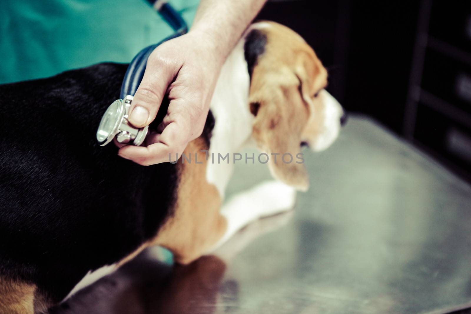 Dog at the vet in the surgery preparation room.
