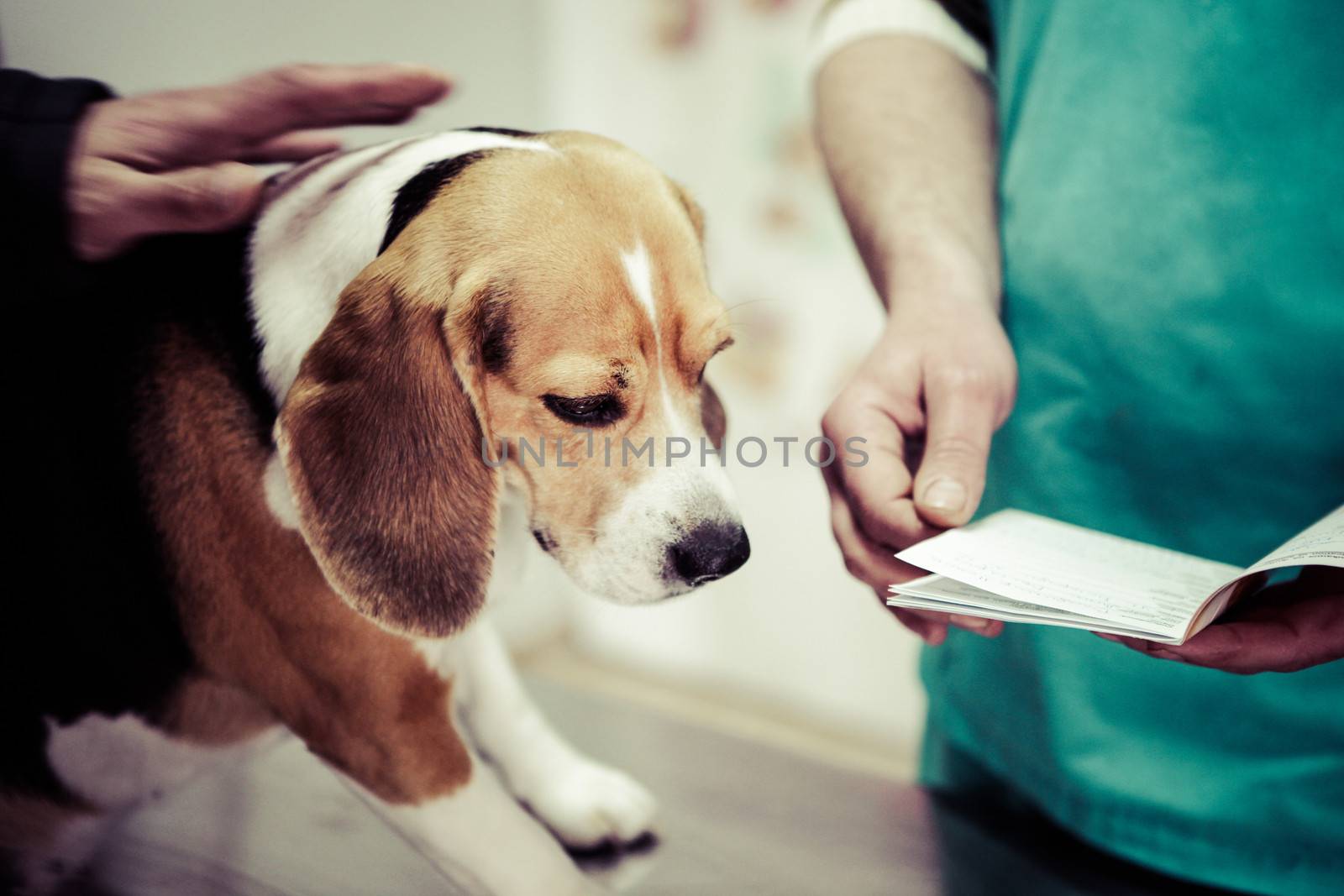 Dog at the vet in the surgery preparation room.