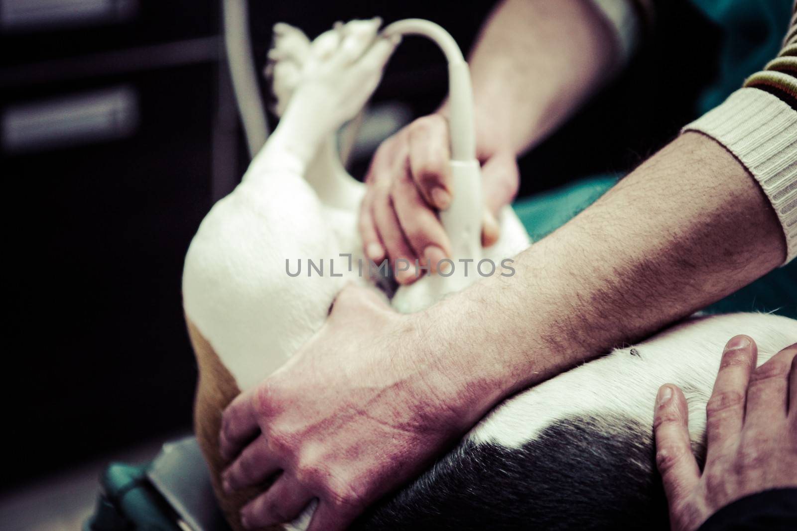 Dog at the vet in the surgery preparation room.