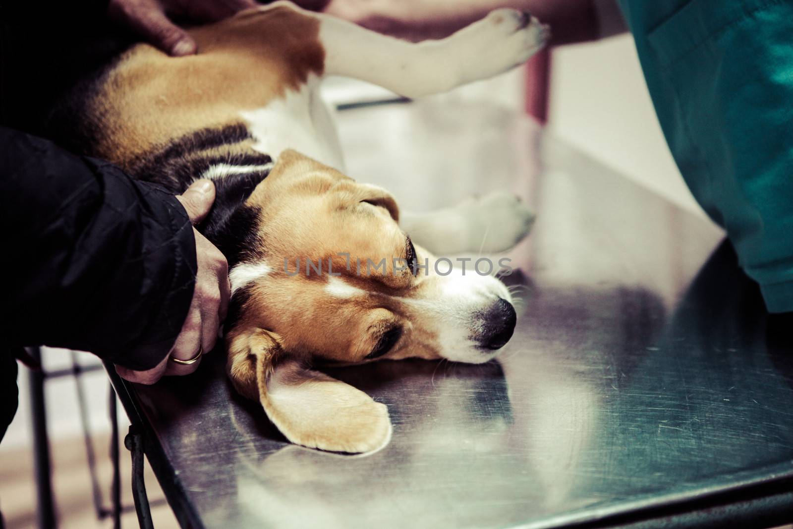 Dog at the vet in the surgery preparation room.