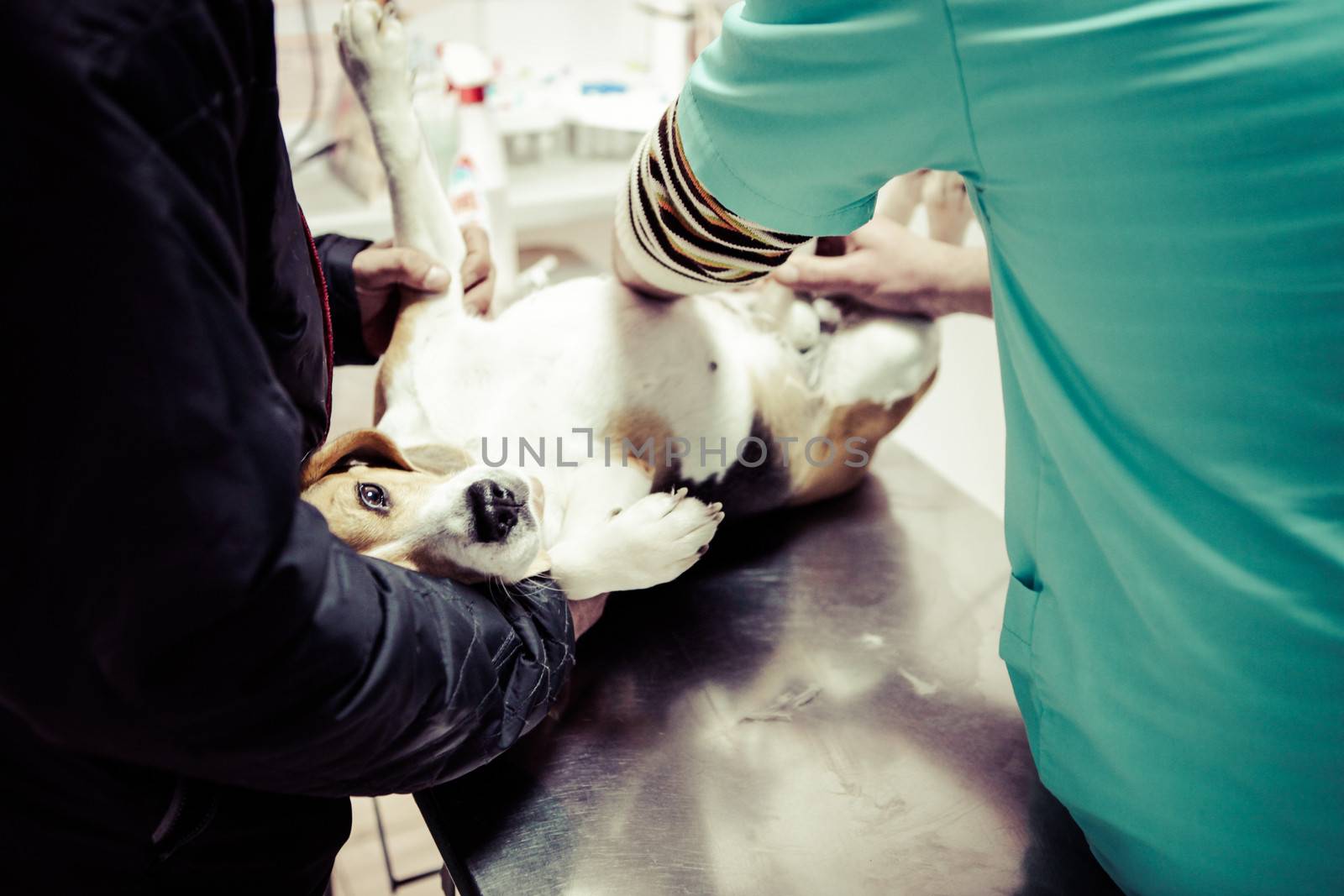 Dog at the vet in the surgery preparation room.
