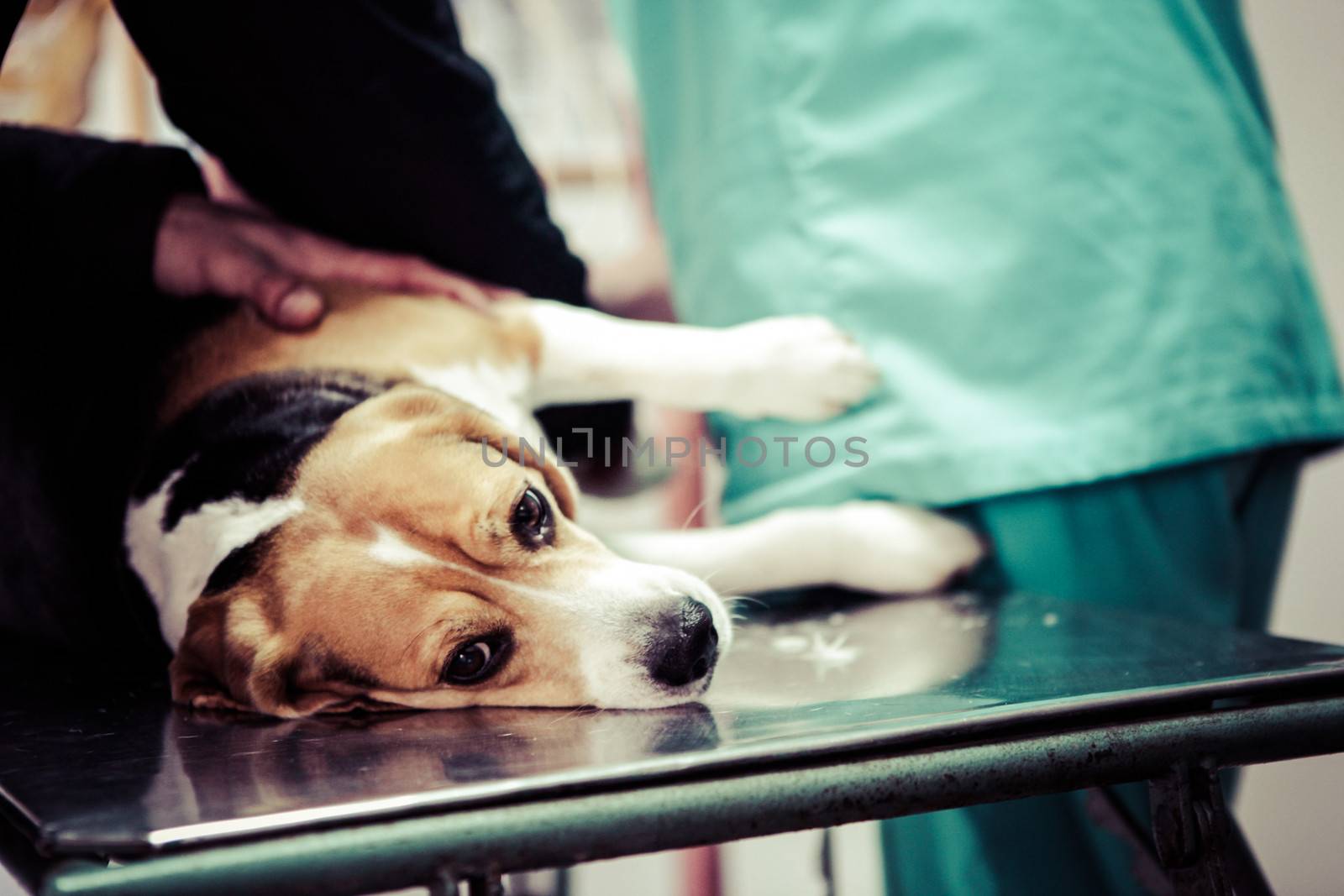 Dog at the vet in the surgery preparation room.