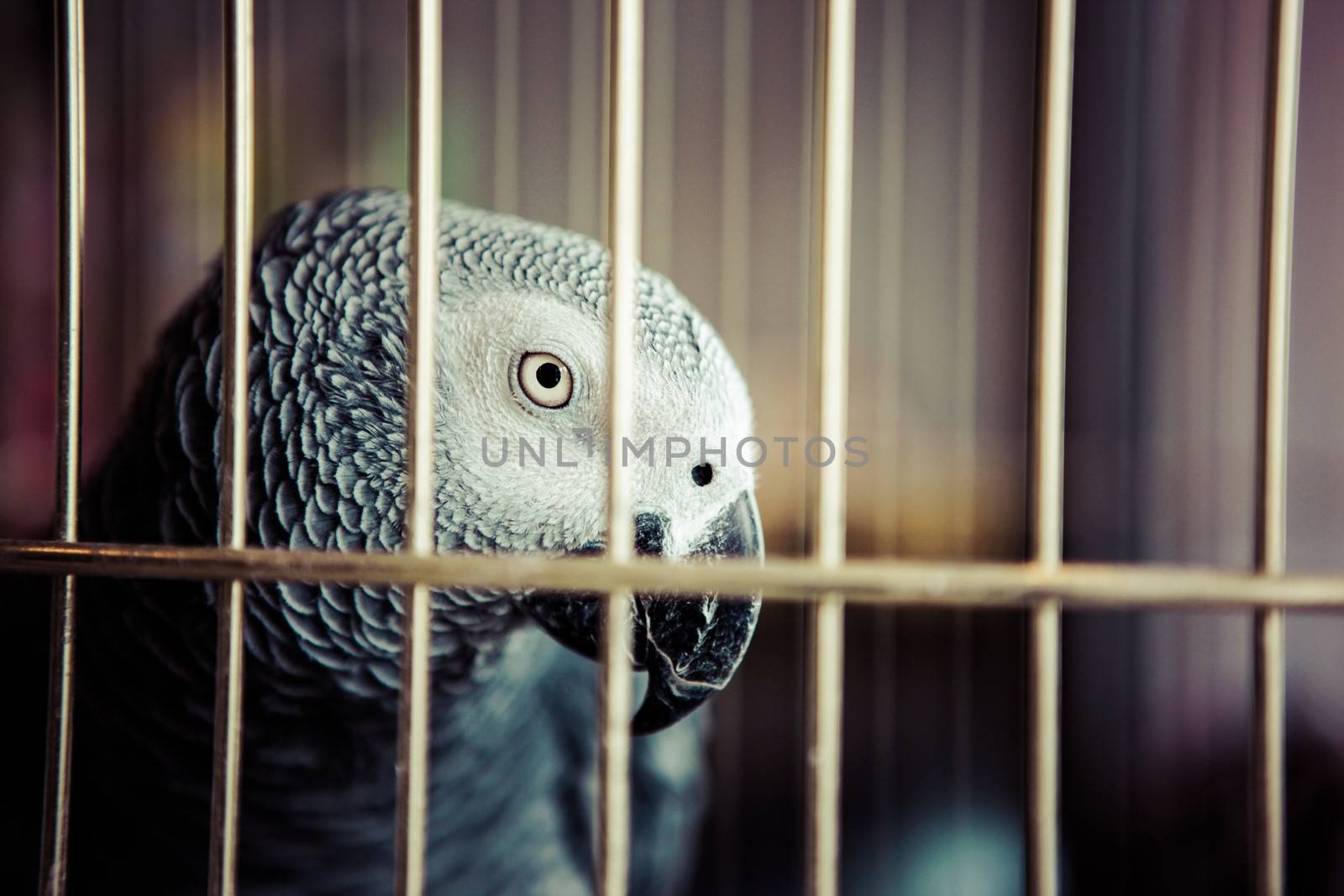African Grey Parrot