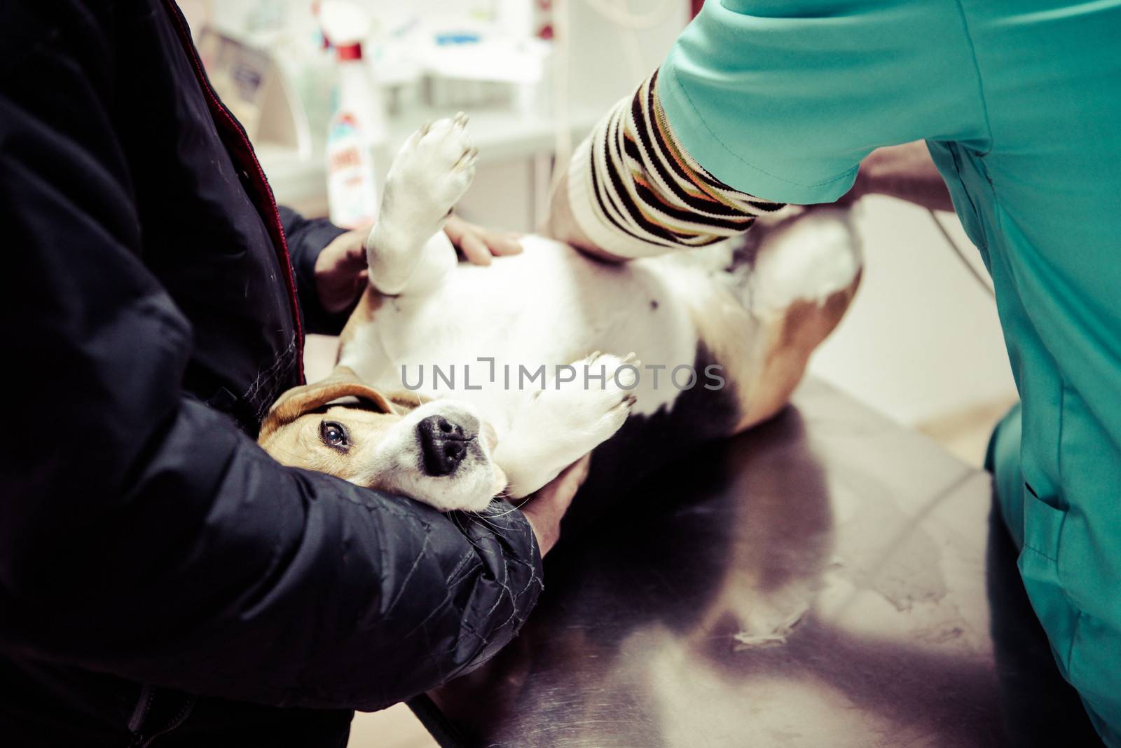 Dog at the vet in the surgery preparation room.