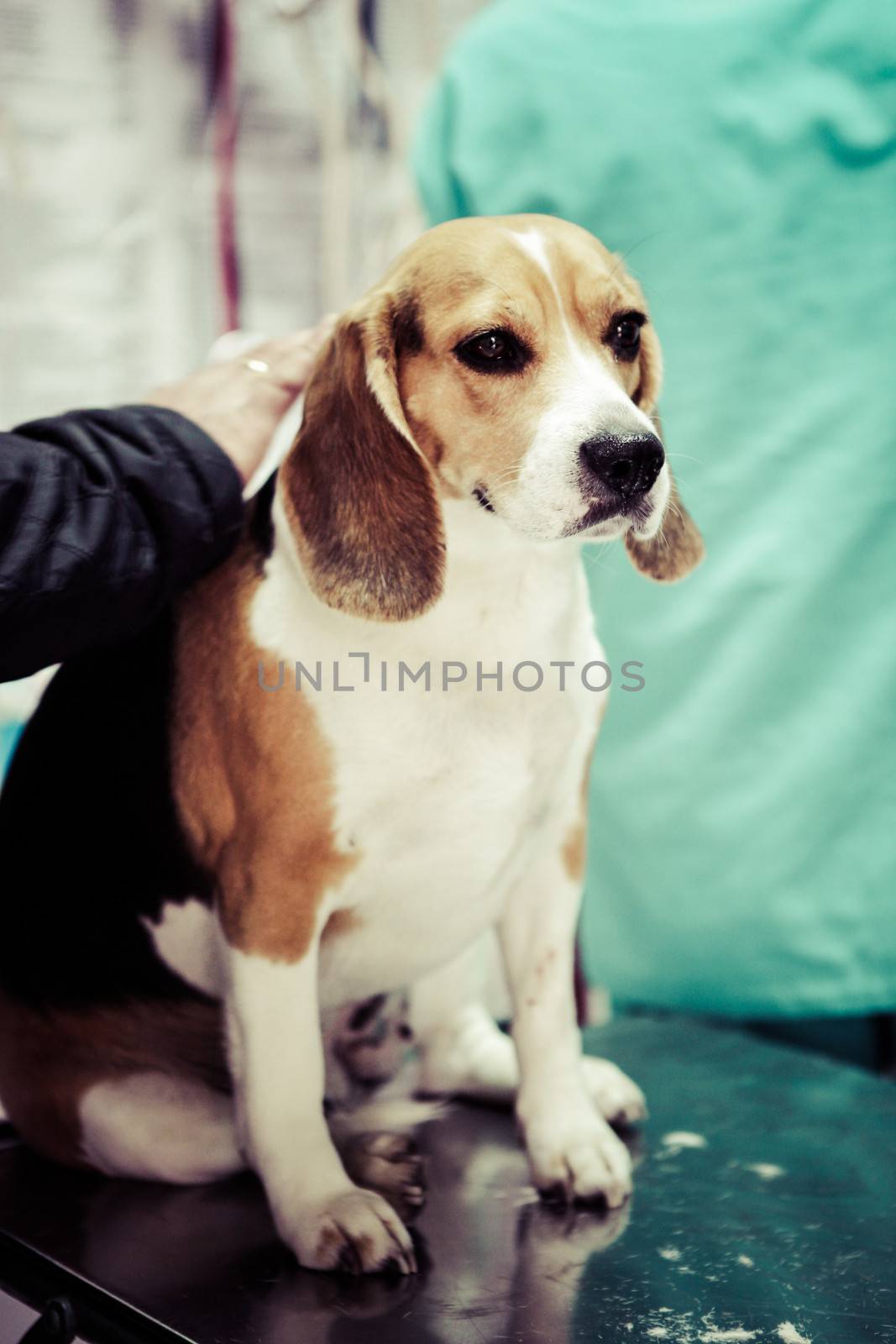 Dog at the vet in the surgery preparation room.