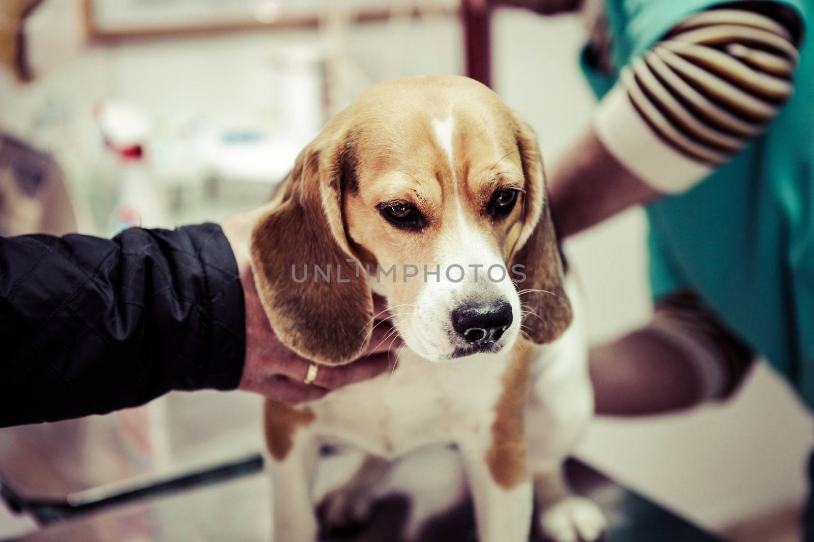 Dog at the vet in the surgery preparation room.