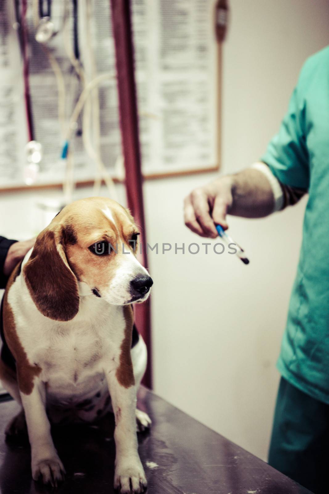 Dog at the vet in the surgery preparation room.