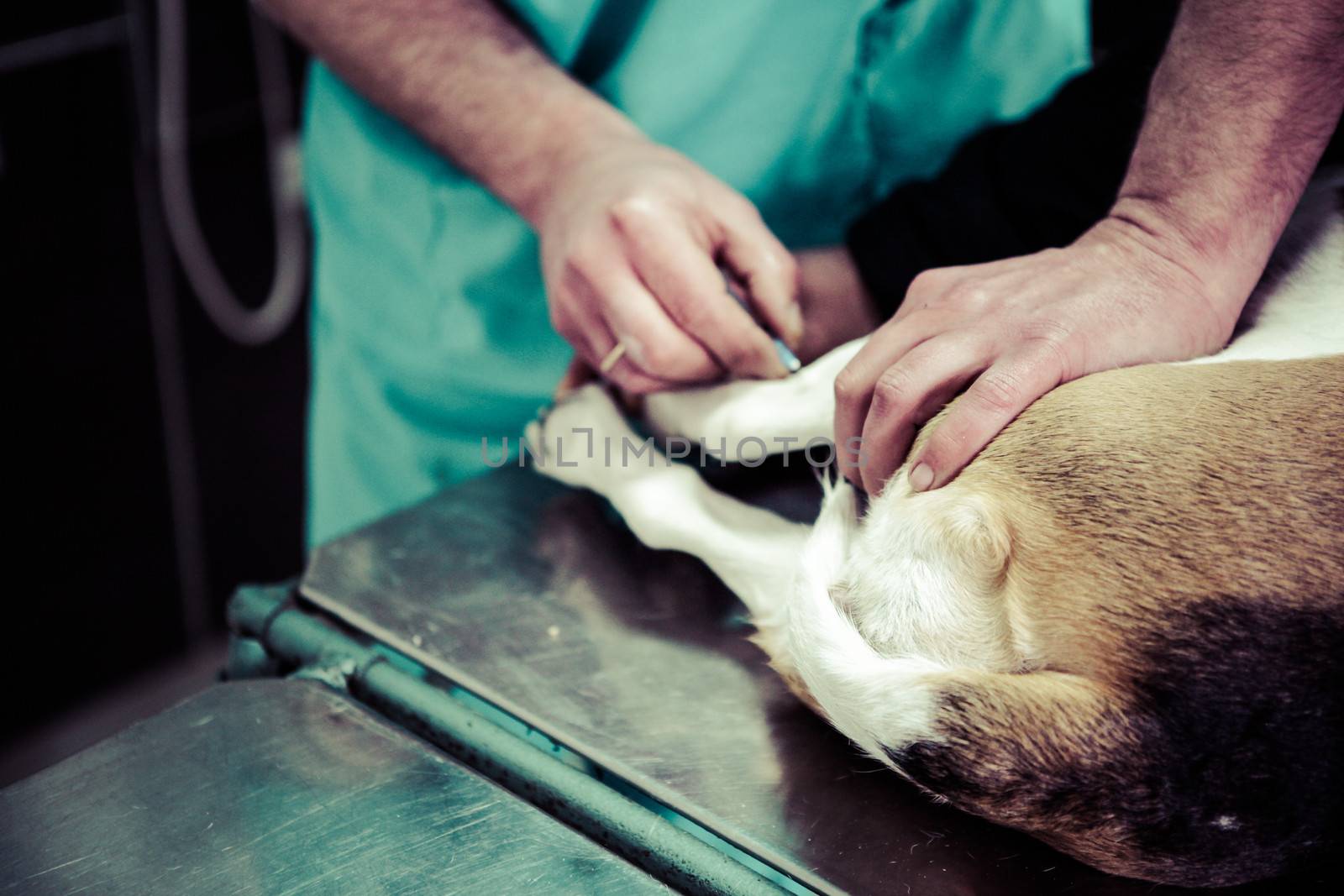Dog at the vet in the surgery preparation room.