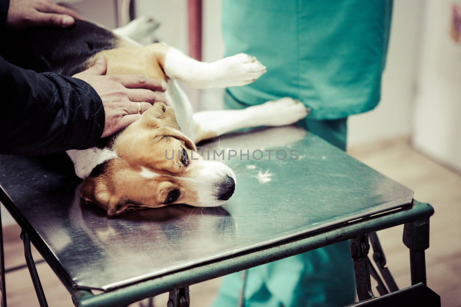 Dog at the vet in the surgery preparation room.
