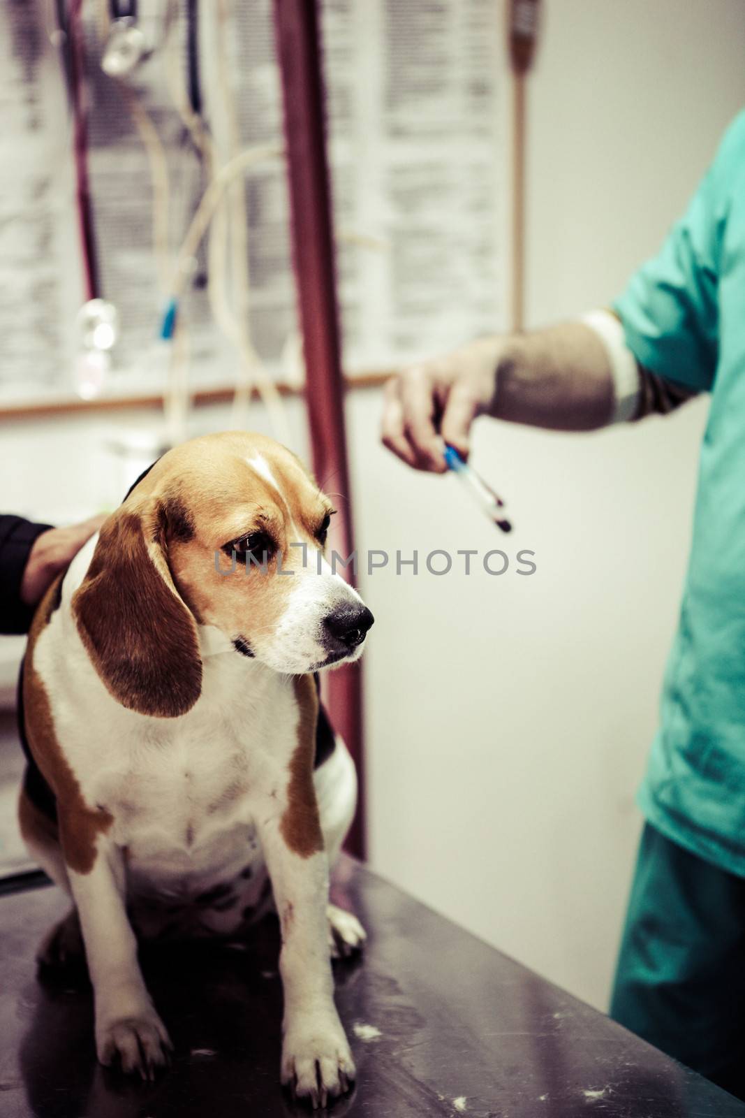 Dog at the vet in the surgery preparation room.