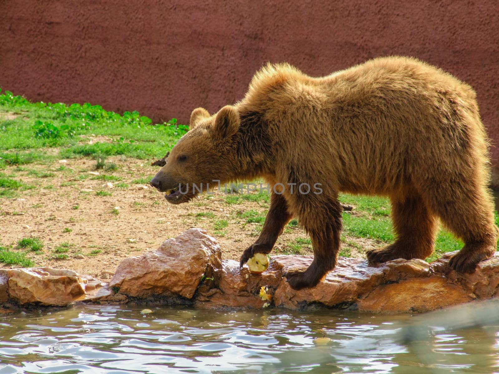 Brown Bear Eating by ankarb