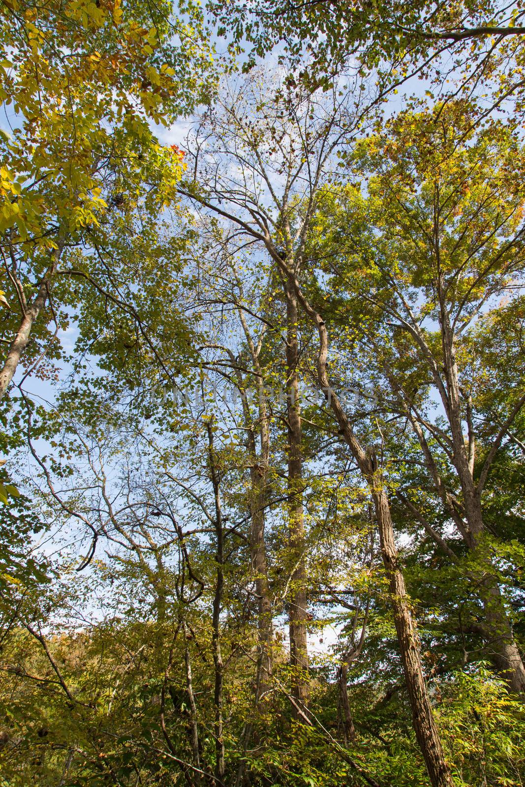 These trees in Murphy, North Carolina are beginning the Autumn transformation.