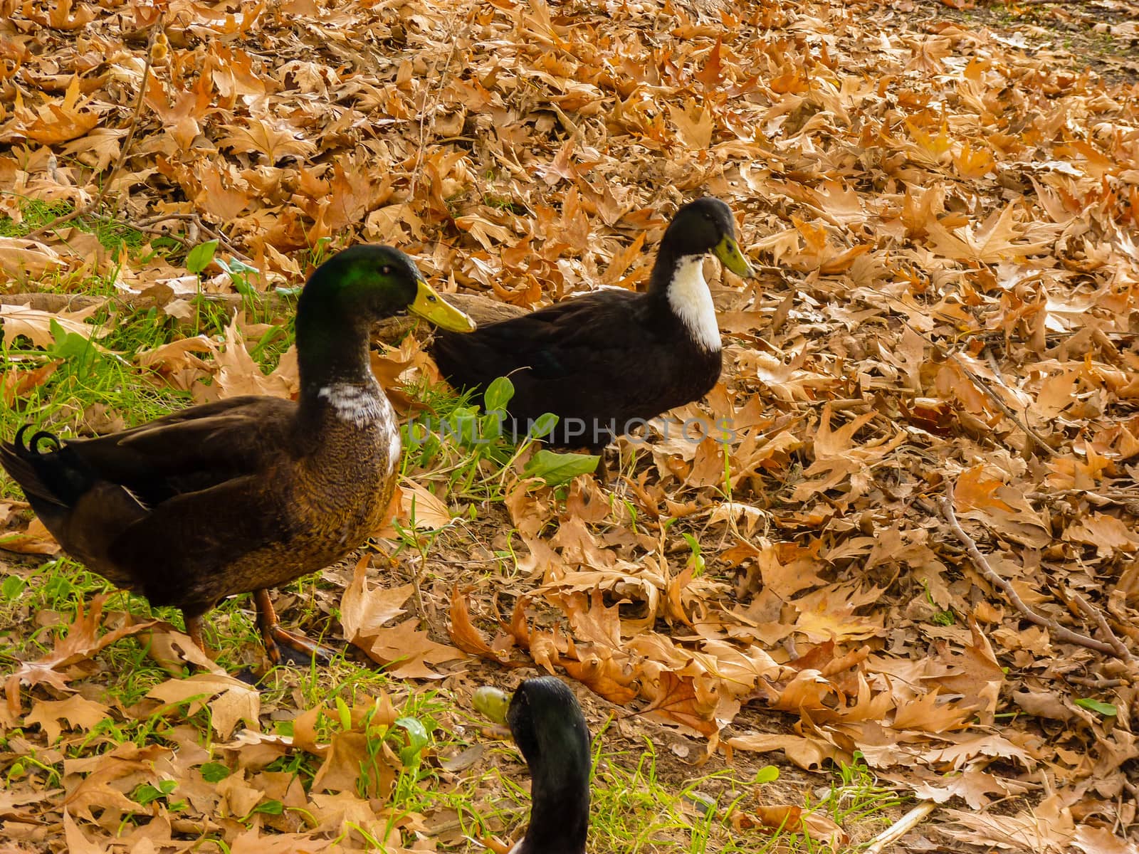 Three Ducks at autumn leaves