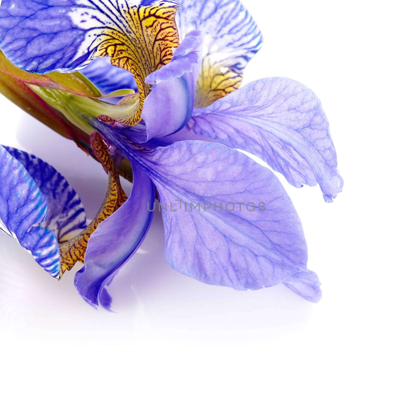 Petals of a flower of an iris. by Azaliya