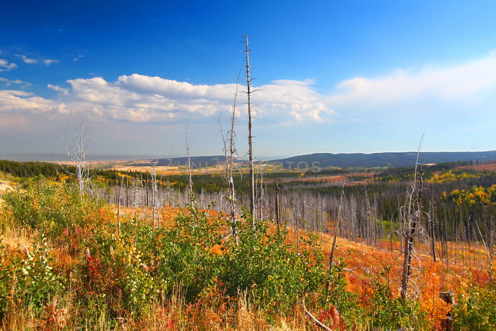 Montana Autumn Scenery by Wirepec