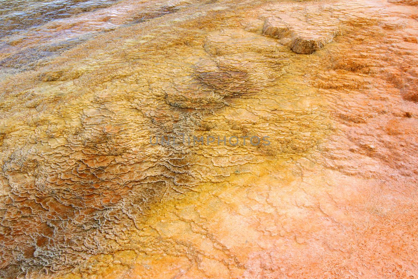 Thermophilic bacteria create a colorful bottom in Mammoth Hot Springs of Yellowstone National Park.
