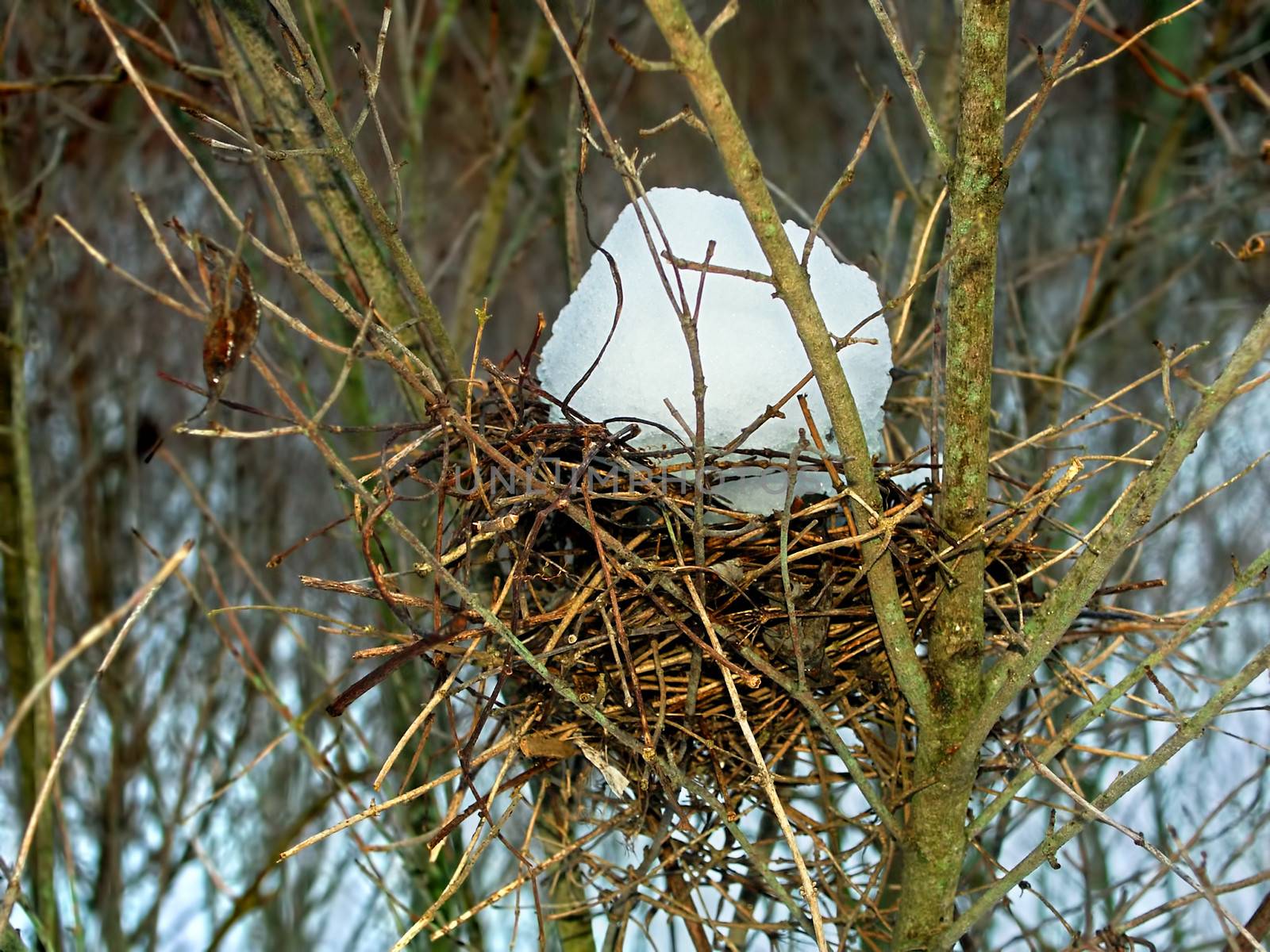 Snow fills a bird nest at Kinnikinnick Creek Conservation Area in Illinois.