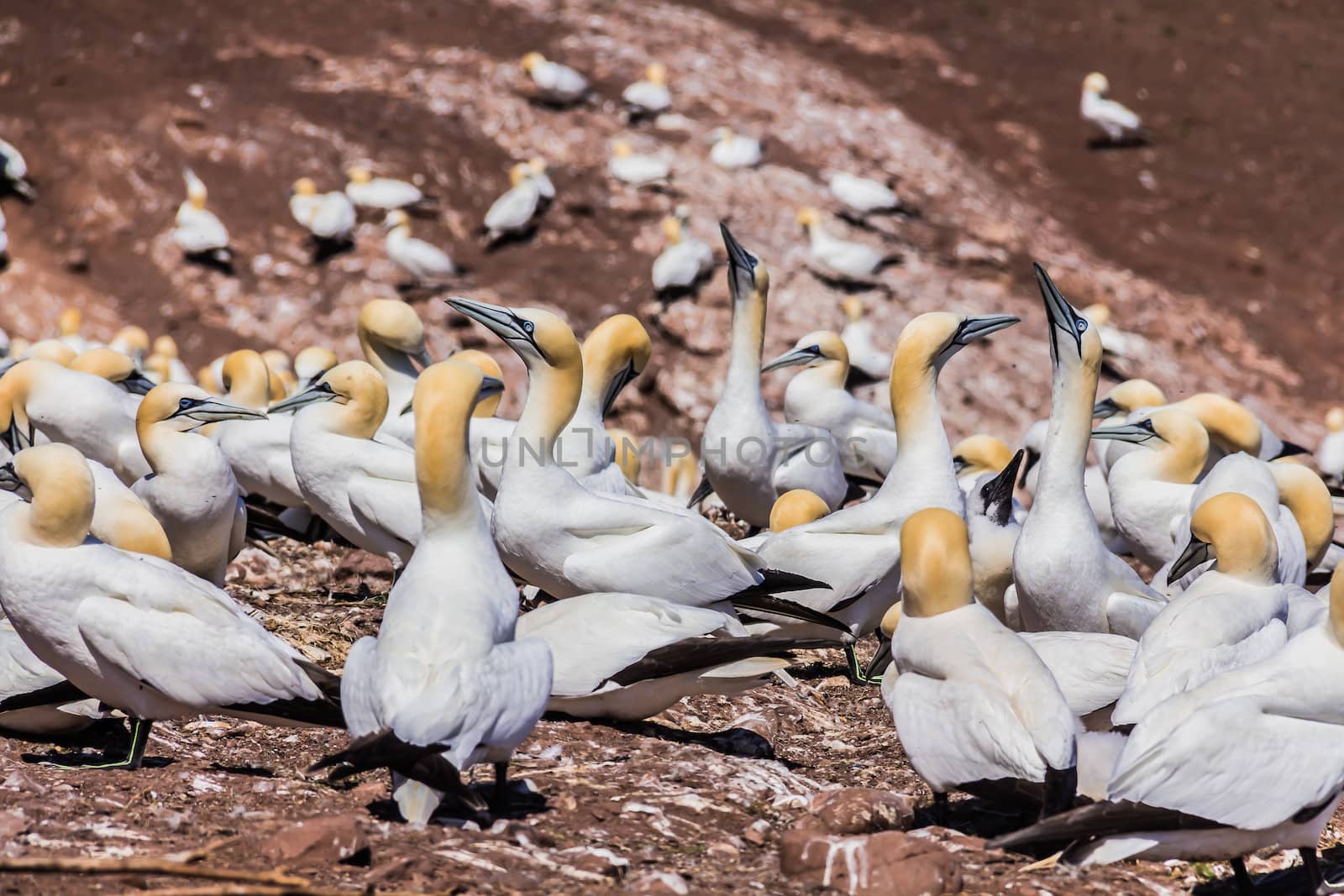  Northern Gannet Colony in Bonaventure Island in Gaspesie, Quebec, Canada