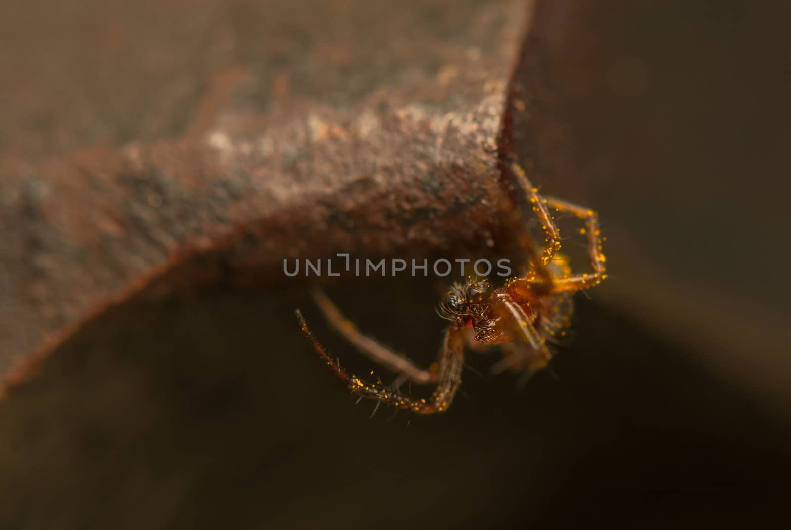 Small spider