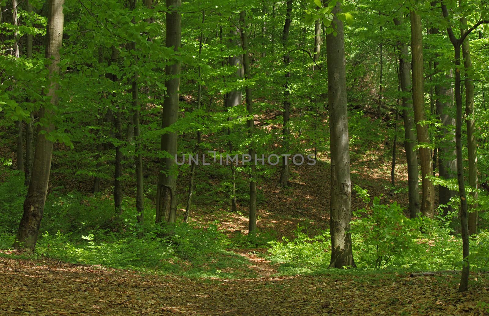 deciduous forest with European Beech trees