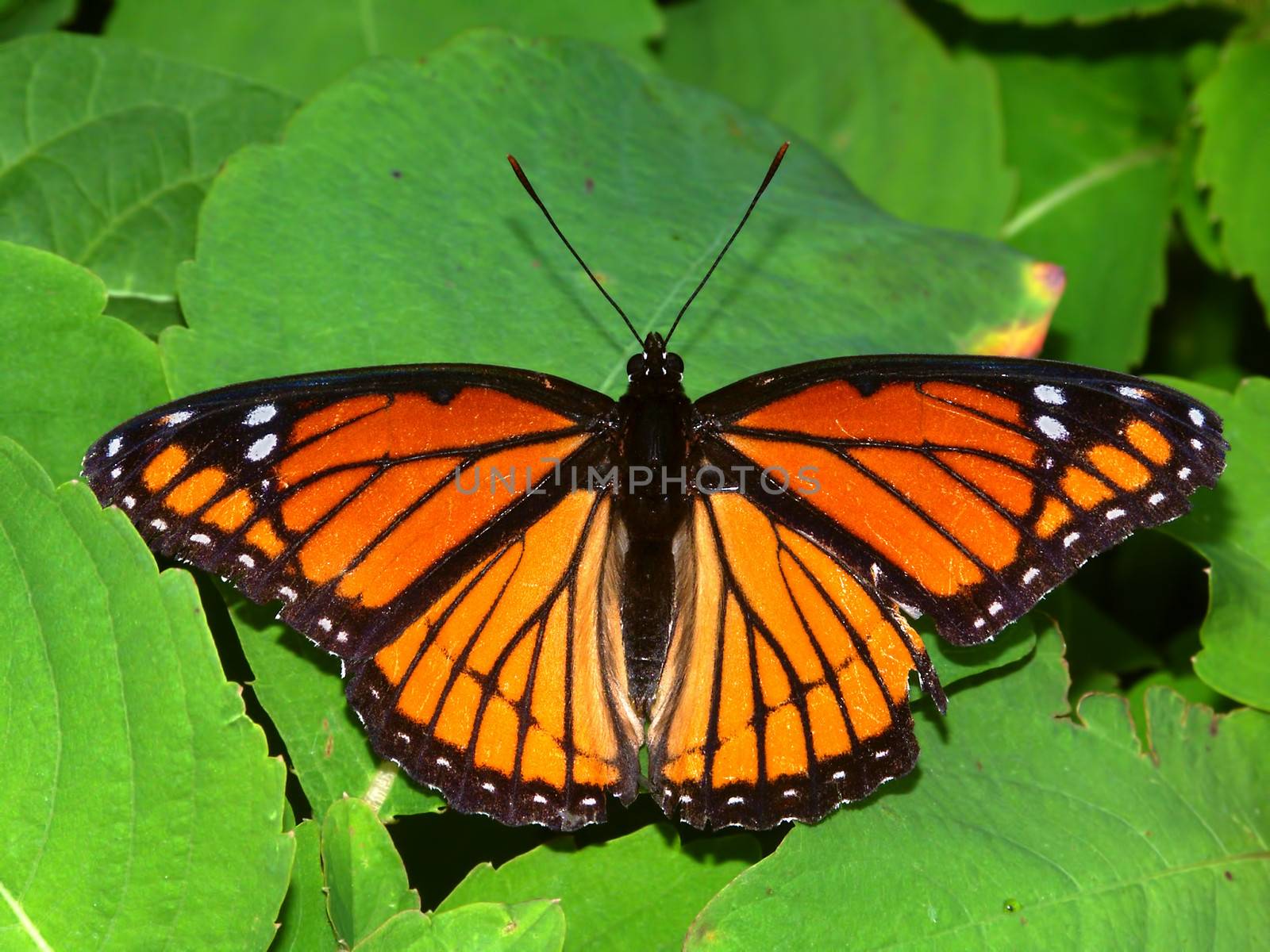 Viceroy Butterfly (Limenitis archippus) by Wirepec