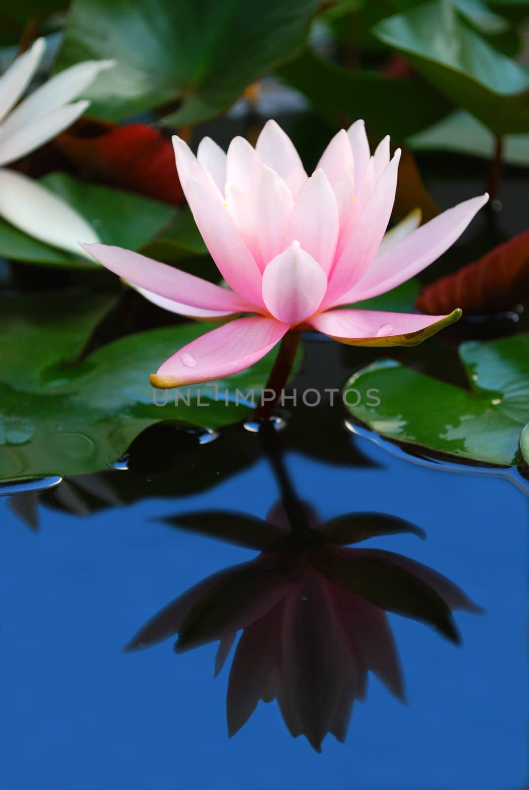 Blooming Pink Water Lily with Blue Sky Reflection