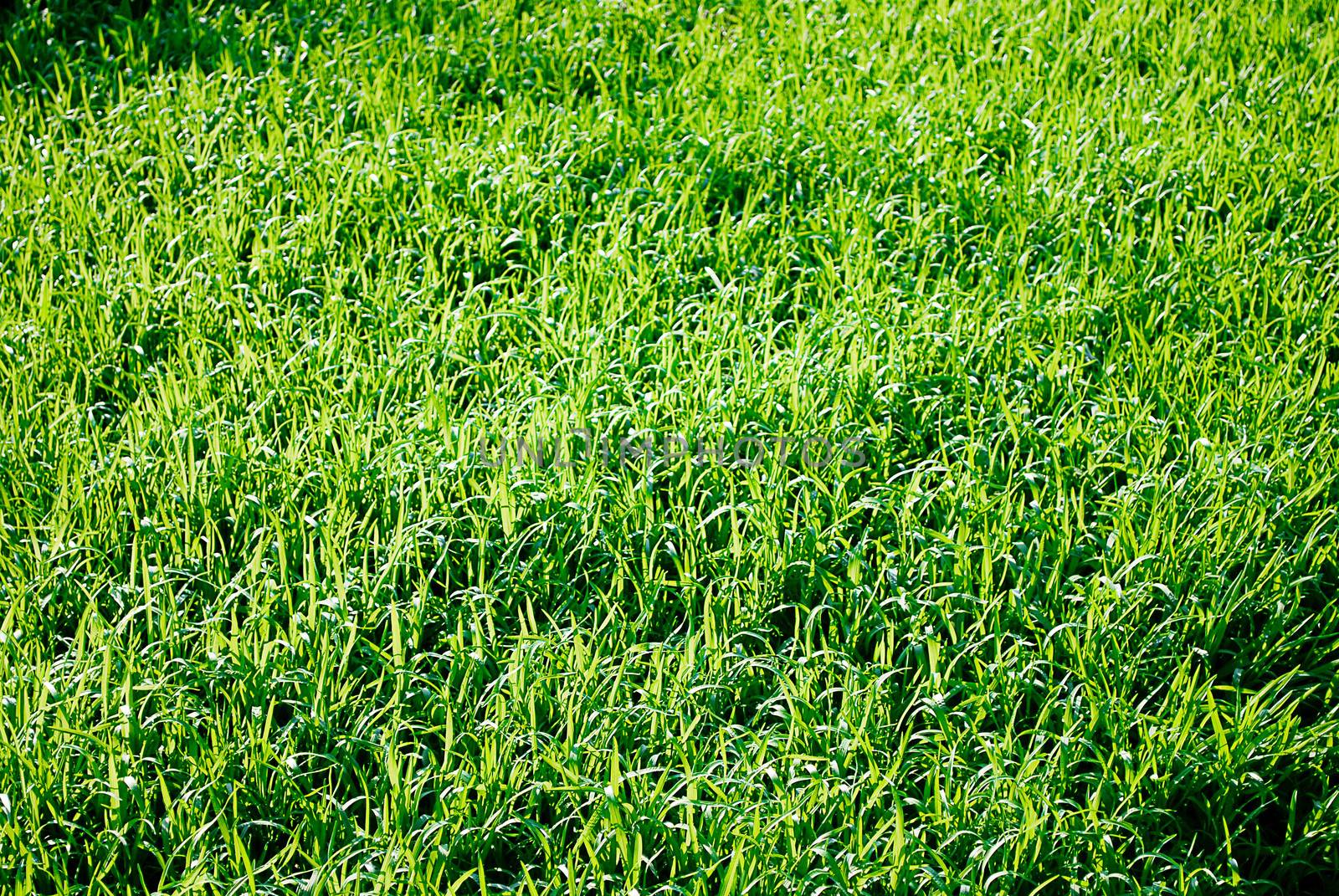 Sunlit Grass by Ale059