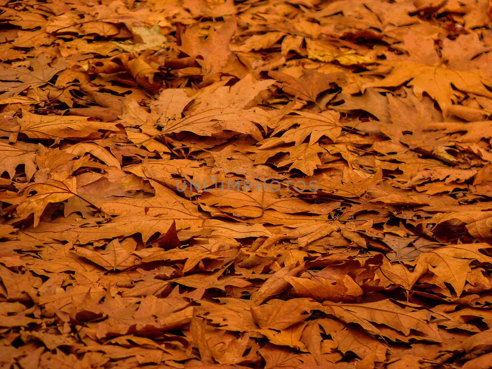 Background of Fallen Autumn Leaves by ankarb