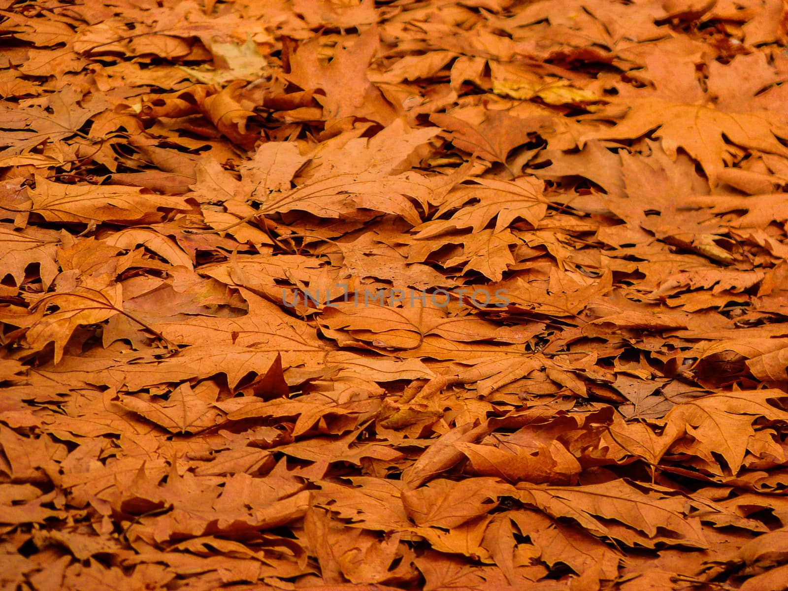 Background made of fallen autumn leaves