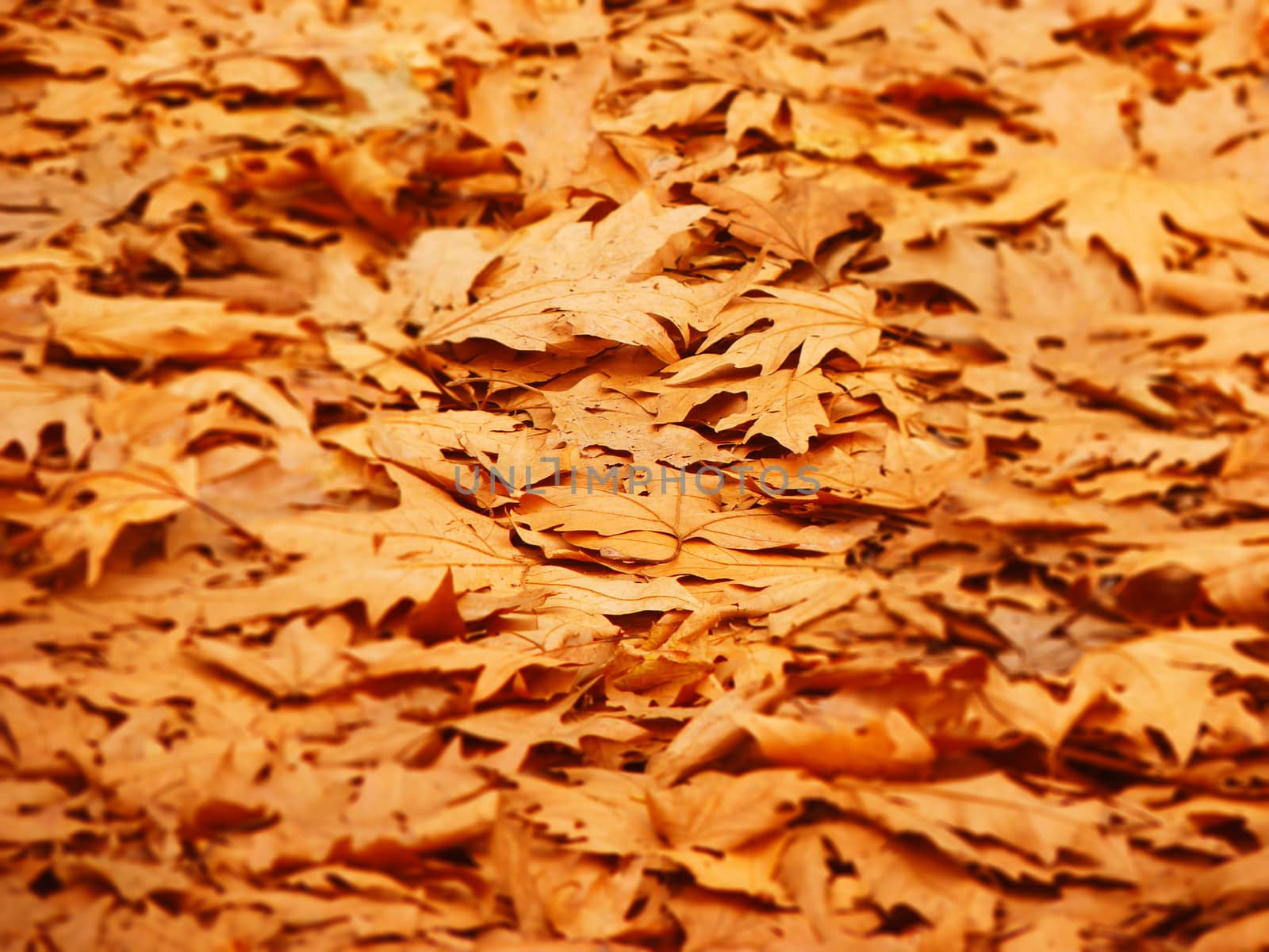 Background of Fallen Autumn Leaves by ankarb