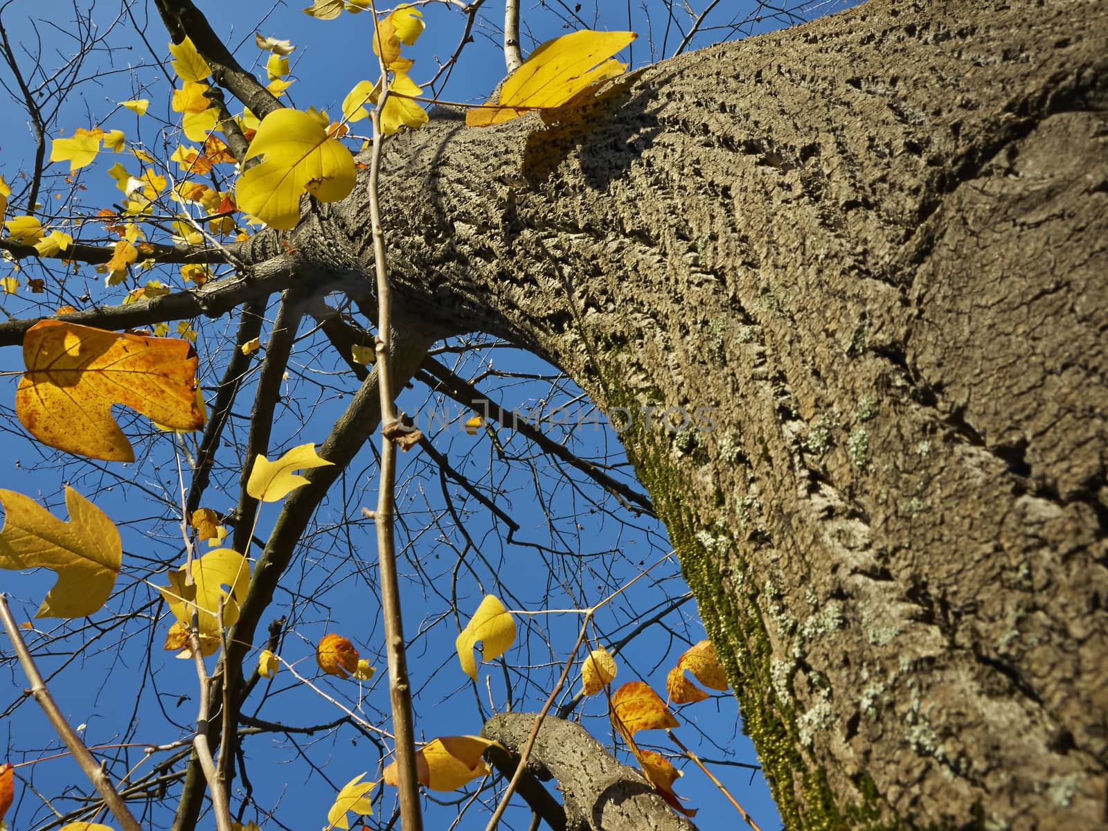 Autumn tree and blue sky     