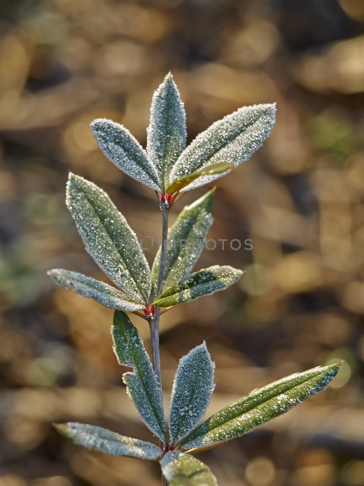 Rime covered leafs in park       