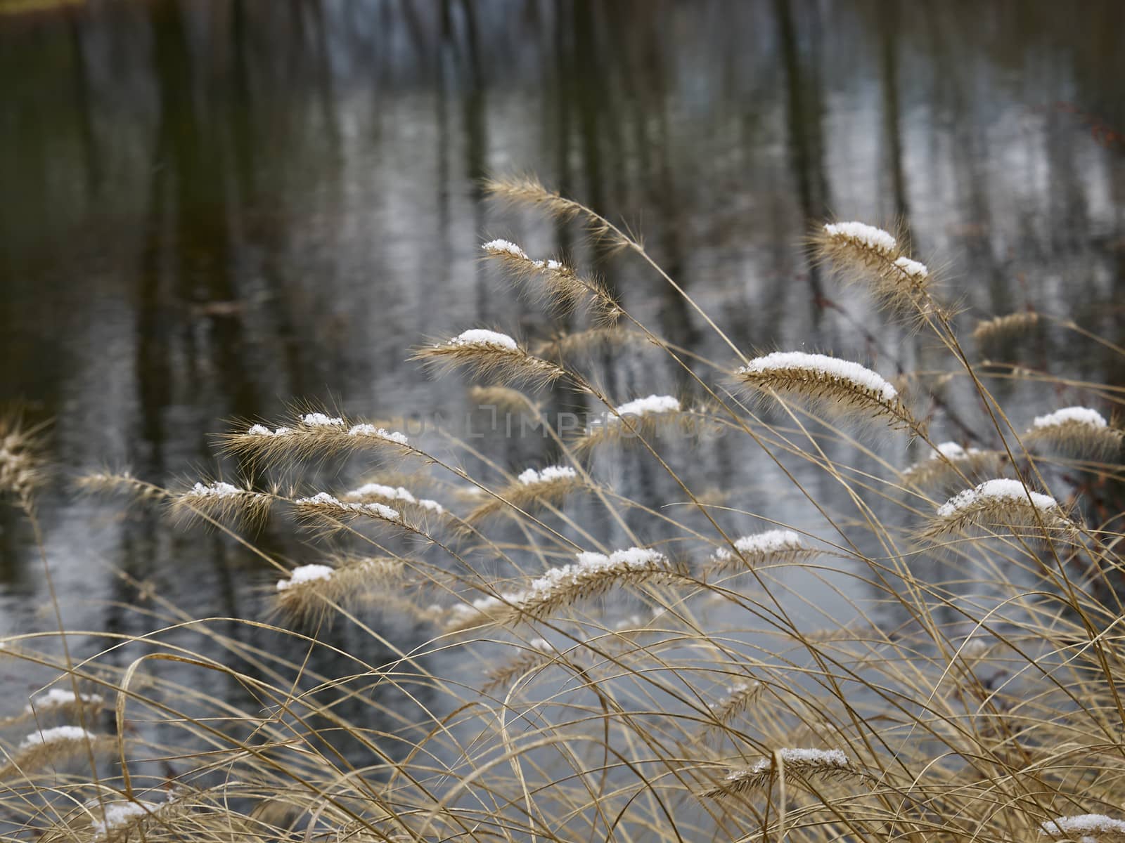 Snow on needle grass against frozen lake