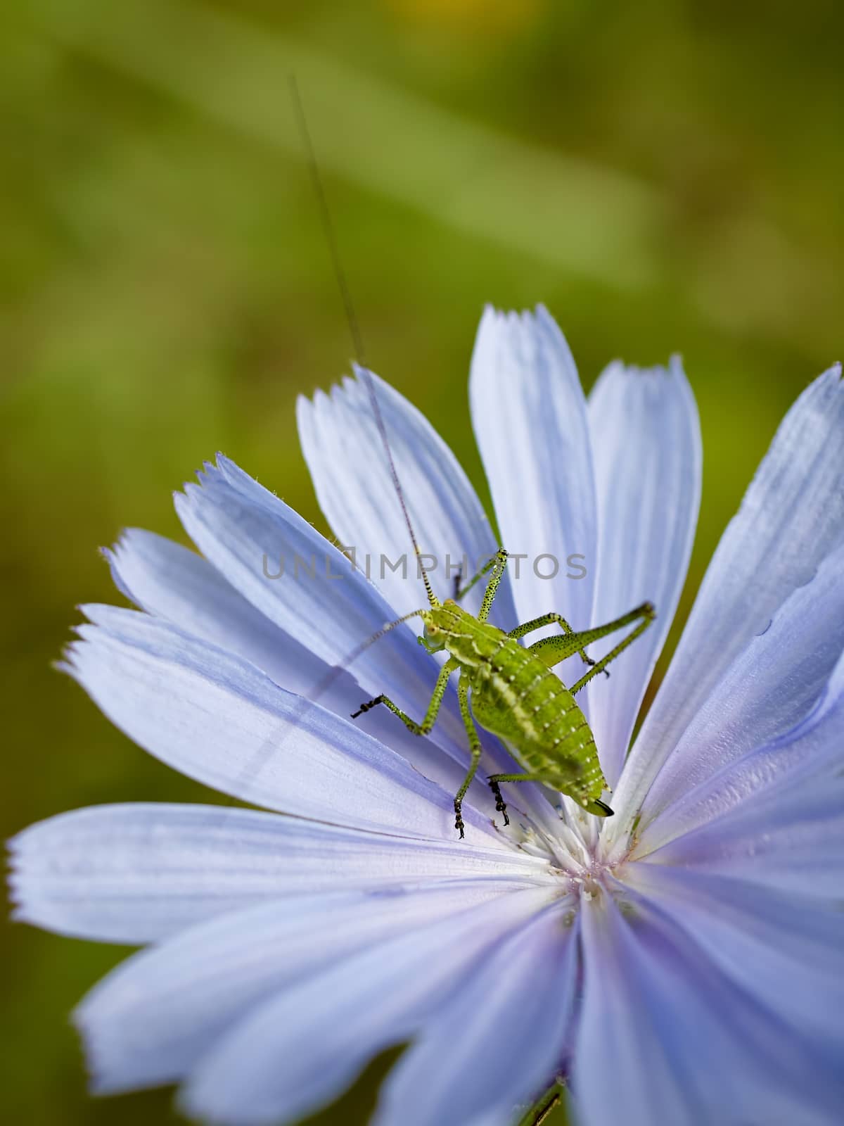 Green grasshopper on the bue wild flower    