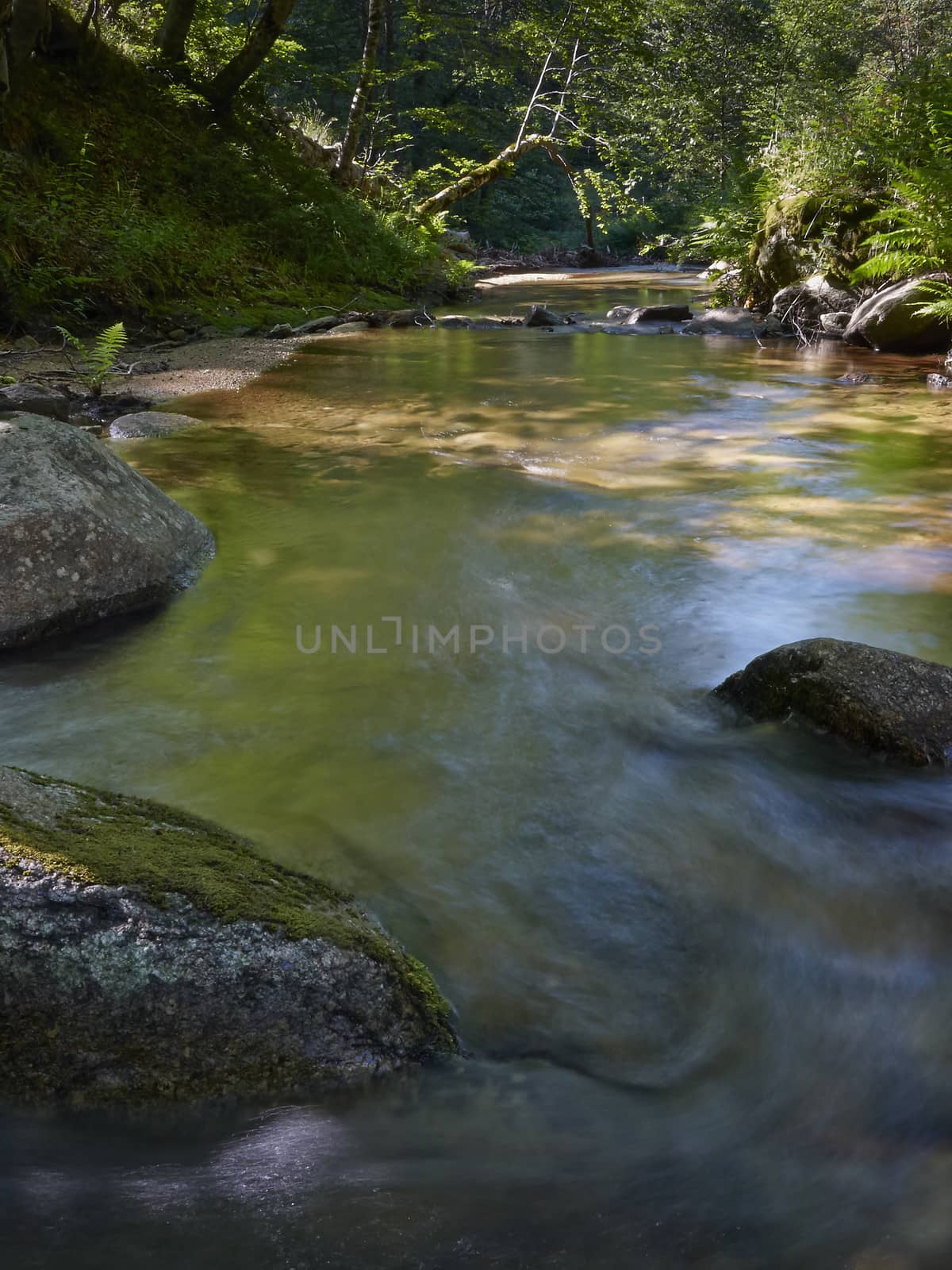 Stream in the forest        