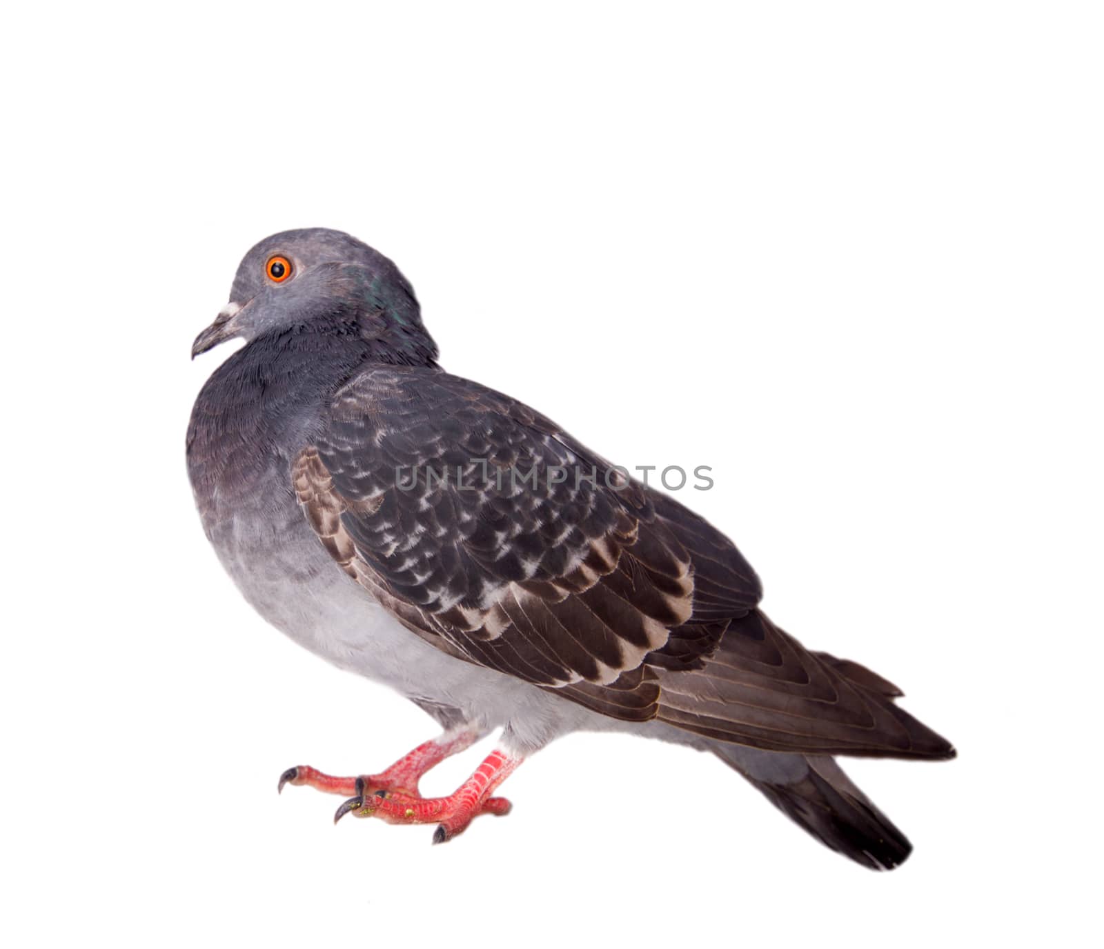 pigeon on a white background close up