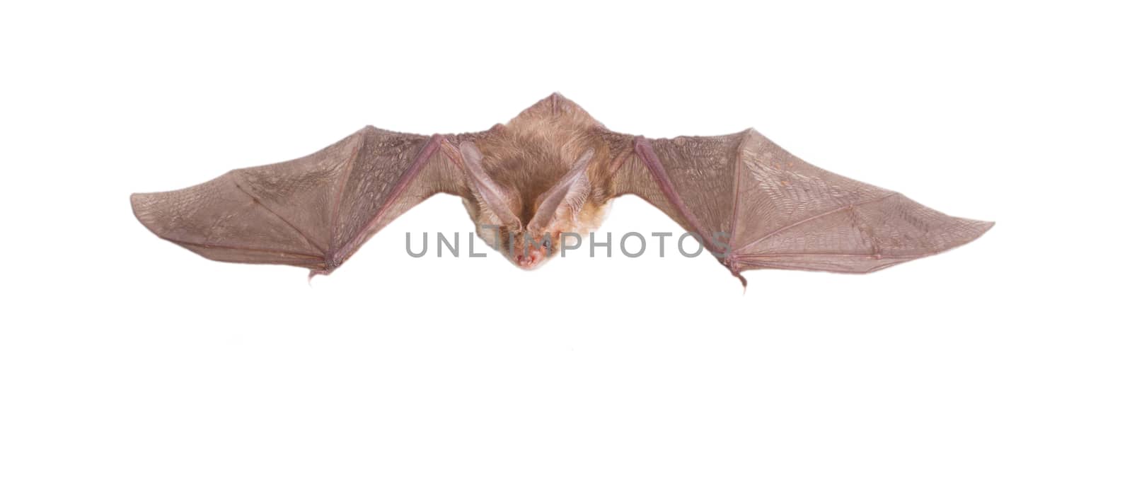 long-eared bat fly by max51288