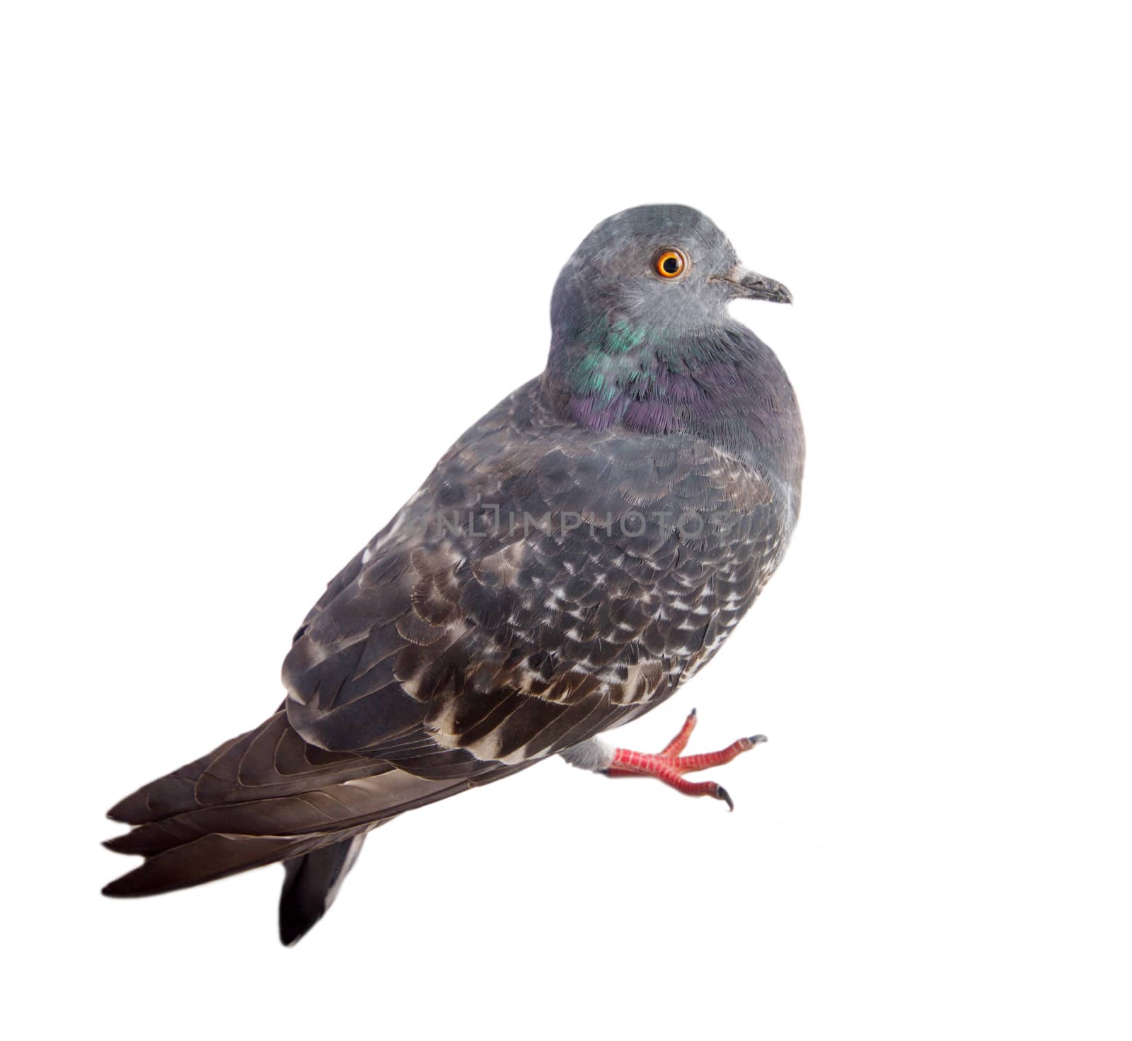 pigeon on a white background close up