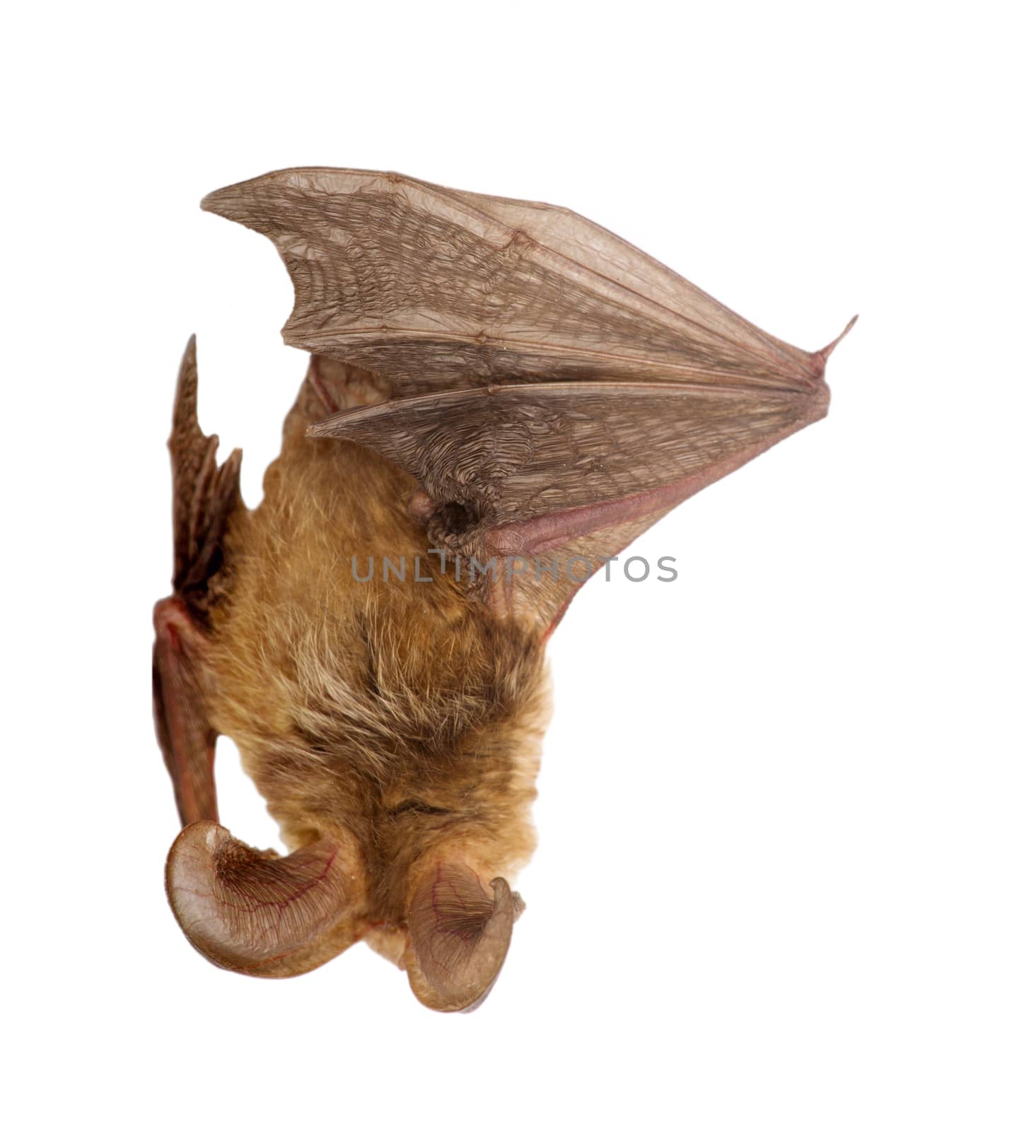 bat close up on a white background