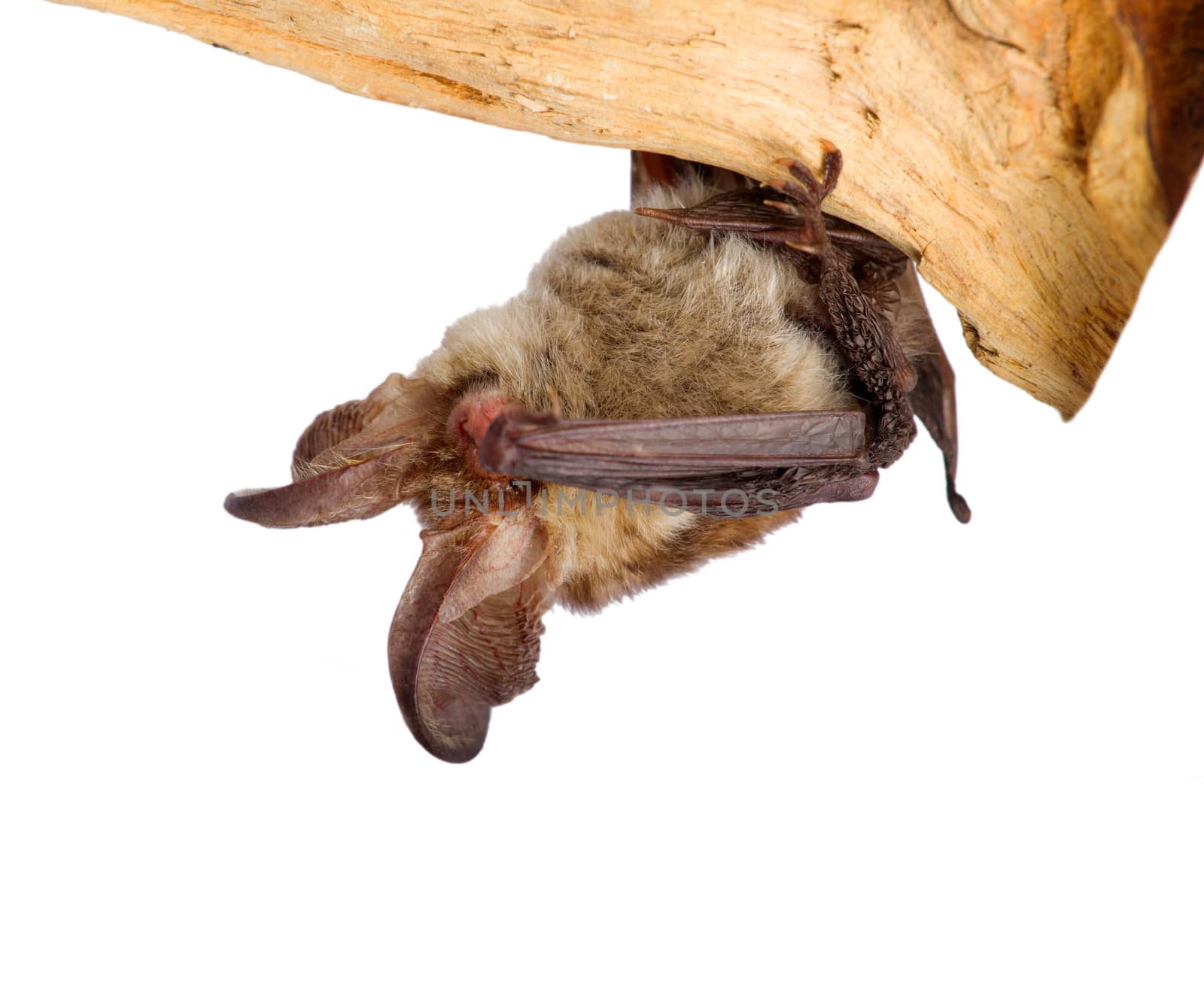 bat close up on a white background