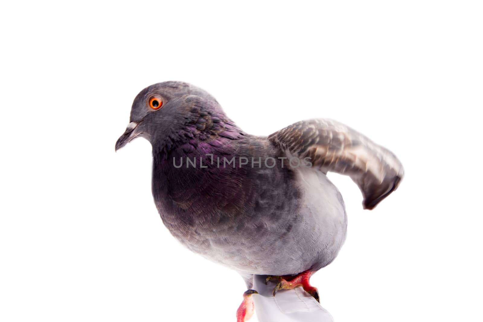 pigeon on a white background close up