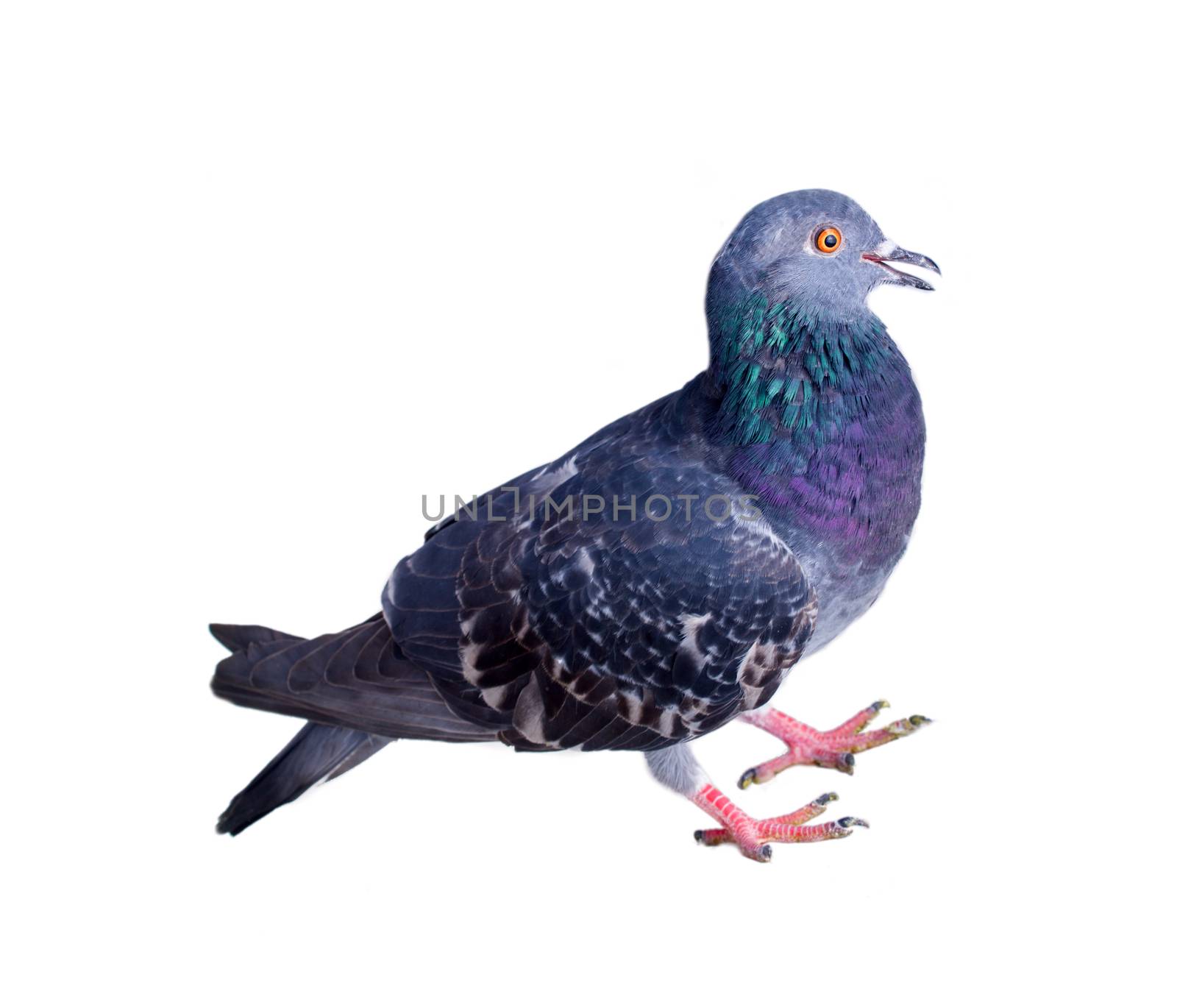 pigeon on a white background close up